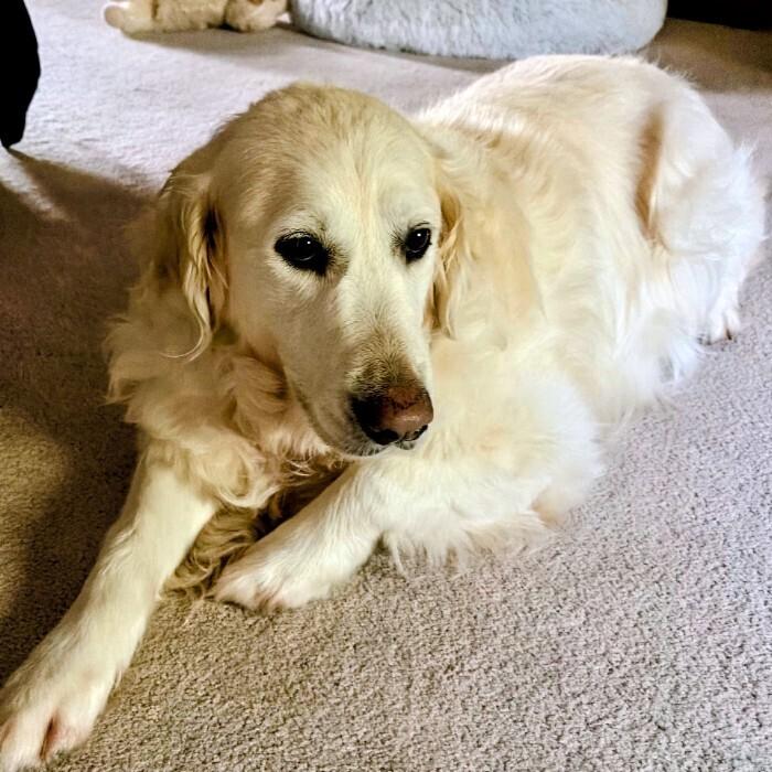 Enlarge Coco Smith #7346, a Adoptable Golden Retriever in Louisville, KY image 6/6