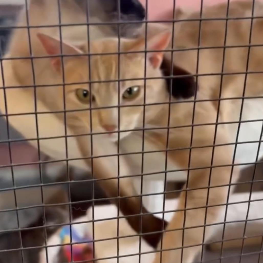 Enlarge Stewart, a Adoptable Domestic Short Hair in Grass Valley, CA image 2/2