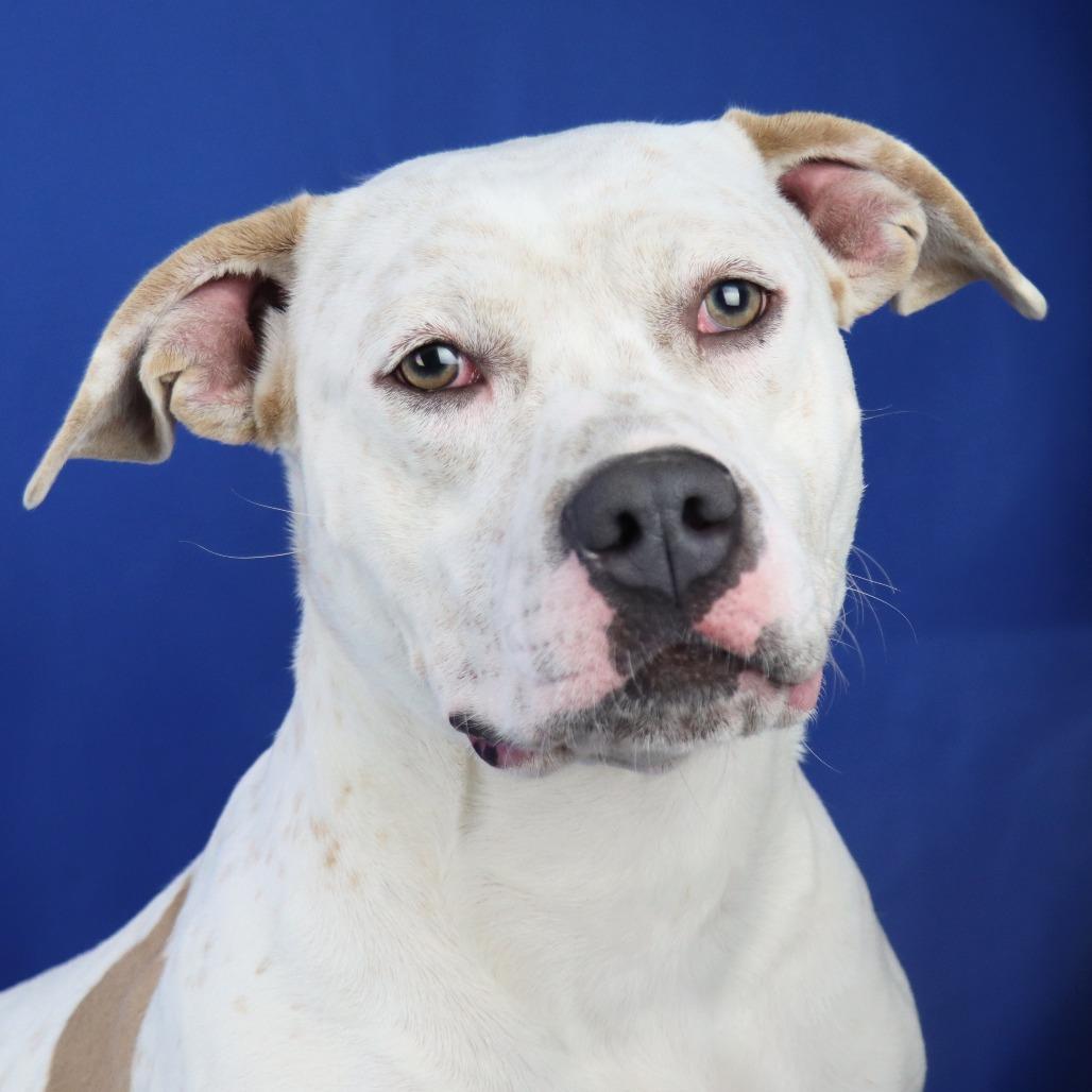 Kali - 072401T, a Adoptable mixed breed in Tupelo, MS image 1/3