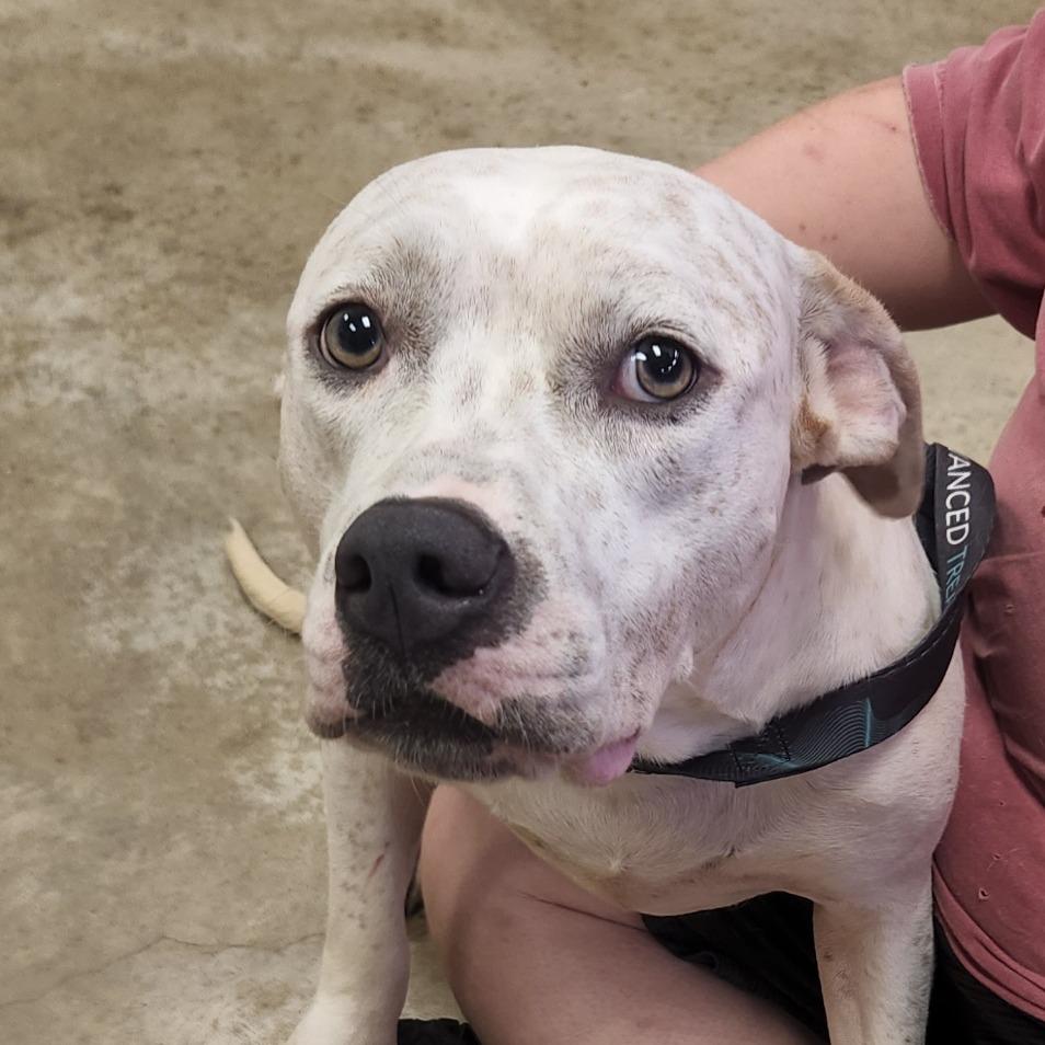 Kali - 072401T, a Adoptable mixed breed in Tupelo, MS image 3/3