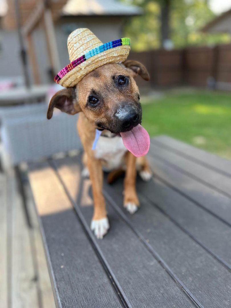 Christy, Adoptable, Adult Female Chihuahua & Dachshund.