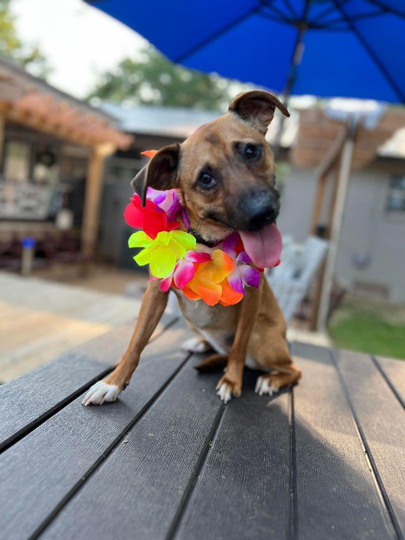 Enlarge Christy, a Adoptable mixed breed in Cullman, AL image 3/4