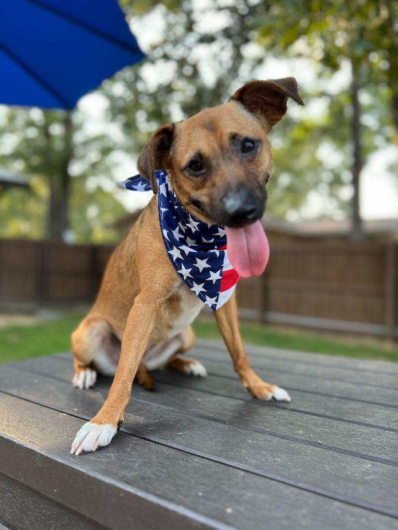 Enlarge Christy, a Adoptable mixed breed in Cullman, AL image 4/4