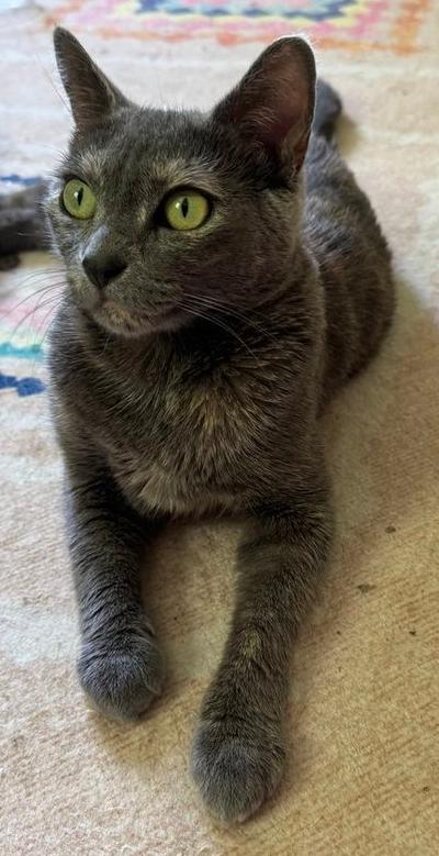 Enlarge Lacey, a Adoptable Domestic Short Hair in Newtown Square, PA image 1/3