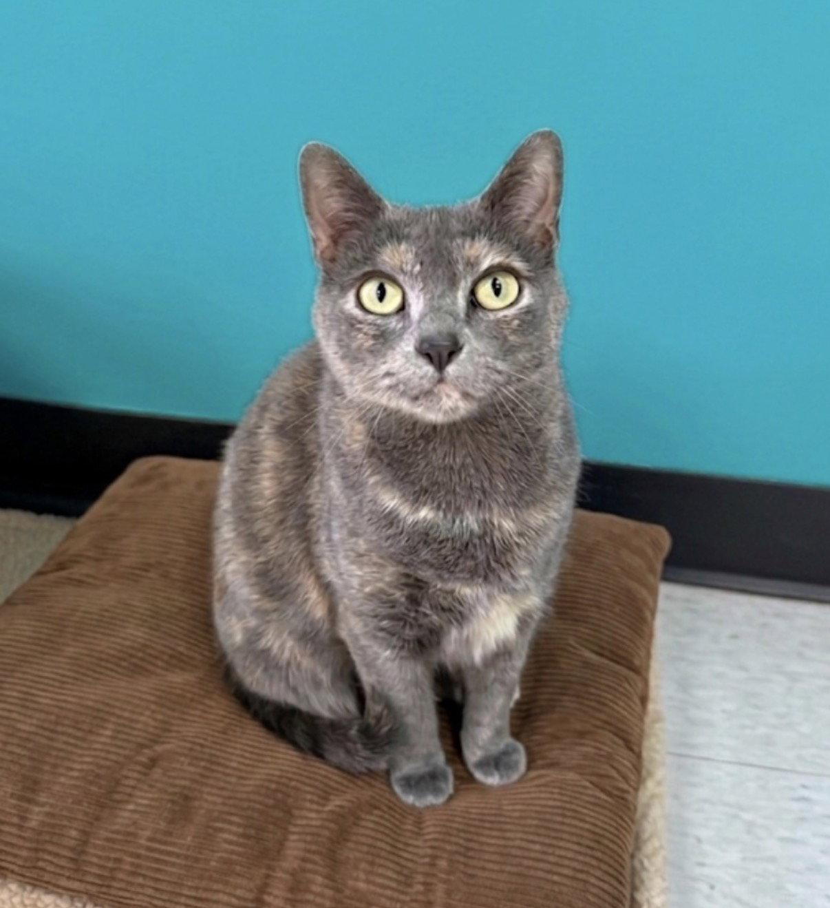 Lacey, Adoptable, Adult Female Domestic Short Hair.