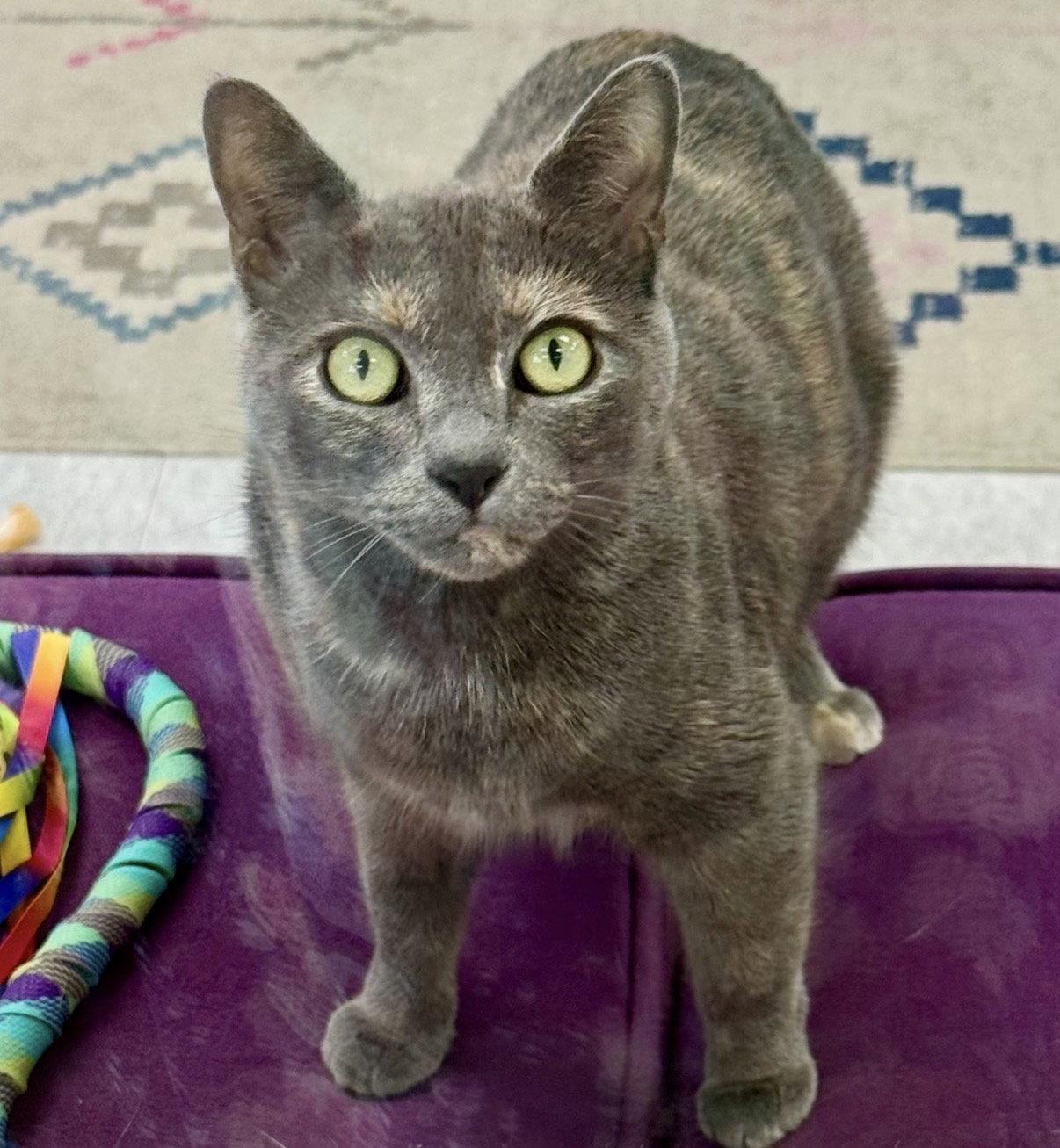 Enlarge Lacey, a Adoptable Domestic Short Hair in Newtown Square, PA image 2/3