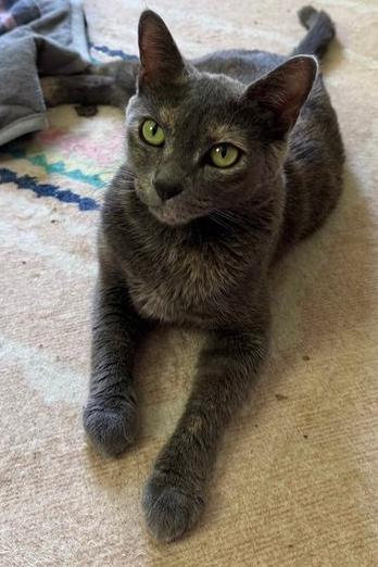 Enlarge Lacey, a Adoptable Domestic Short Hair in Newtown Square, PA image 2/3