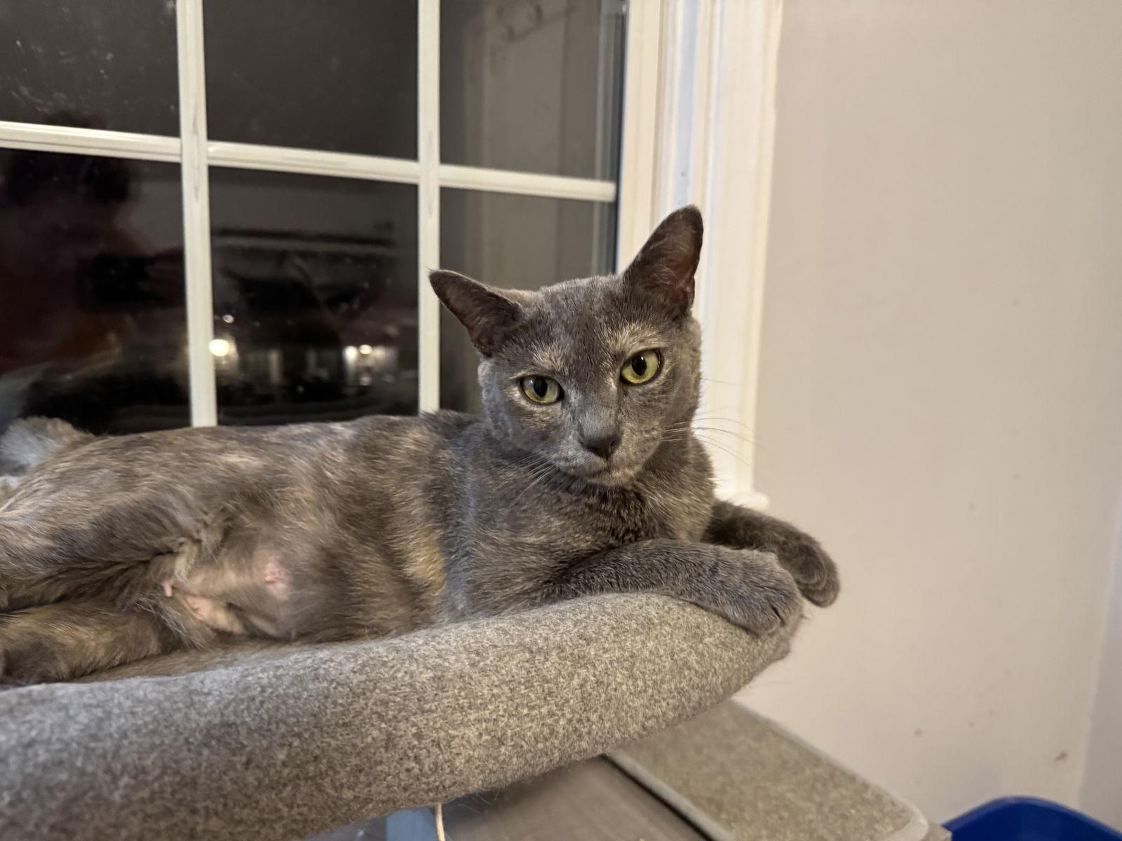 Enlarge Lacey, a Adoptable Domestic Short Hair in Newtown Square, PA image 3/3