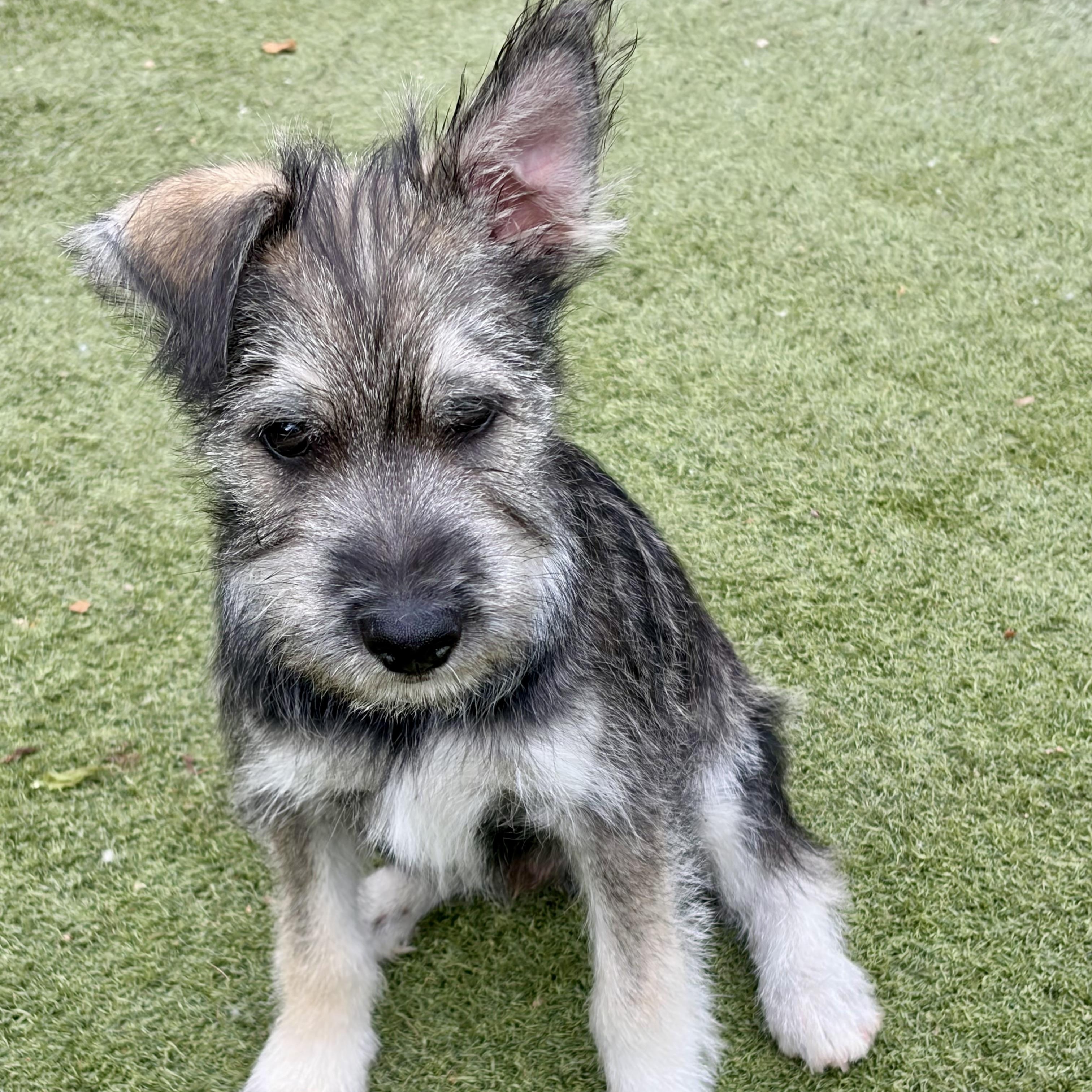 Enlarge Totally Terrific Tate! Part Snuggle, Part Sidekick, All Good Boy, a Adoptable mixed breed in Enola, PA image 3/6