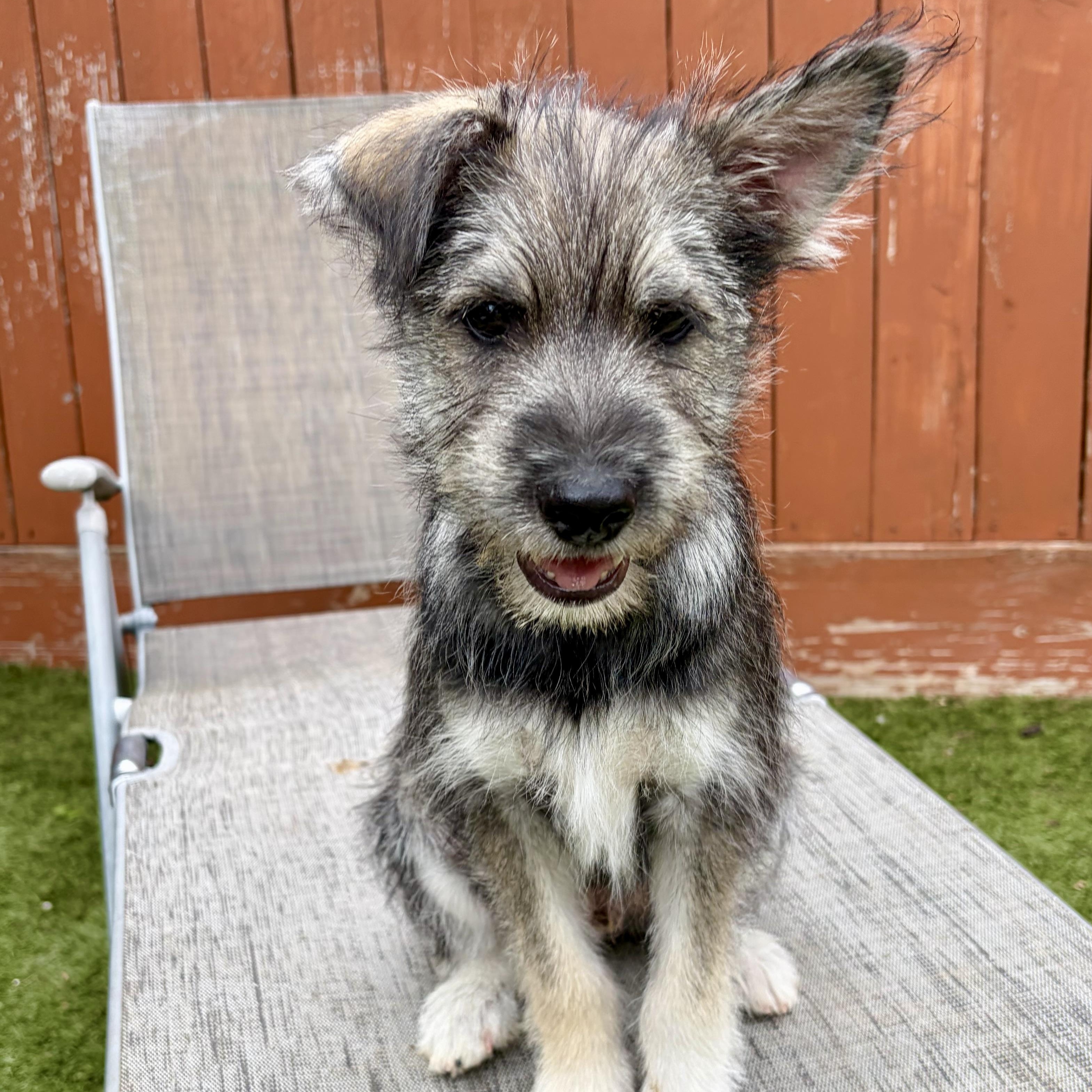 Enlarge Totally Terrific Tate! Part Snuggle, Part Sidekick, All Good Boy, a Adoptable mixed breed in Enola, PA image 1/6