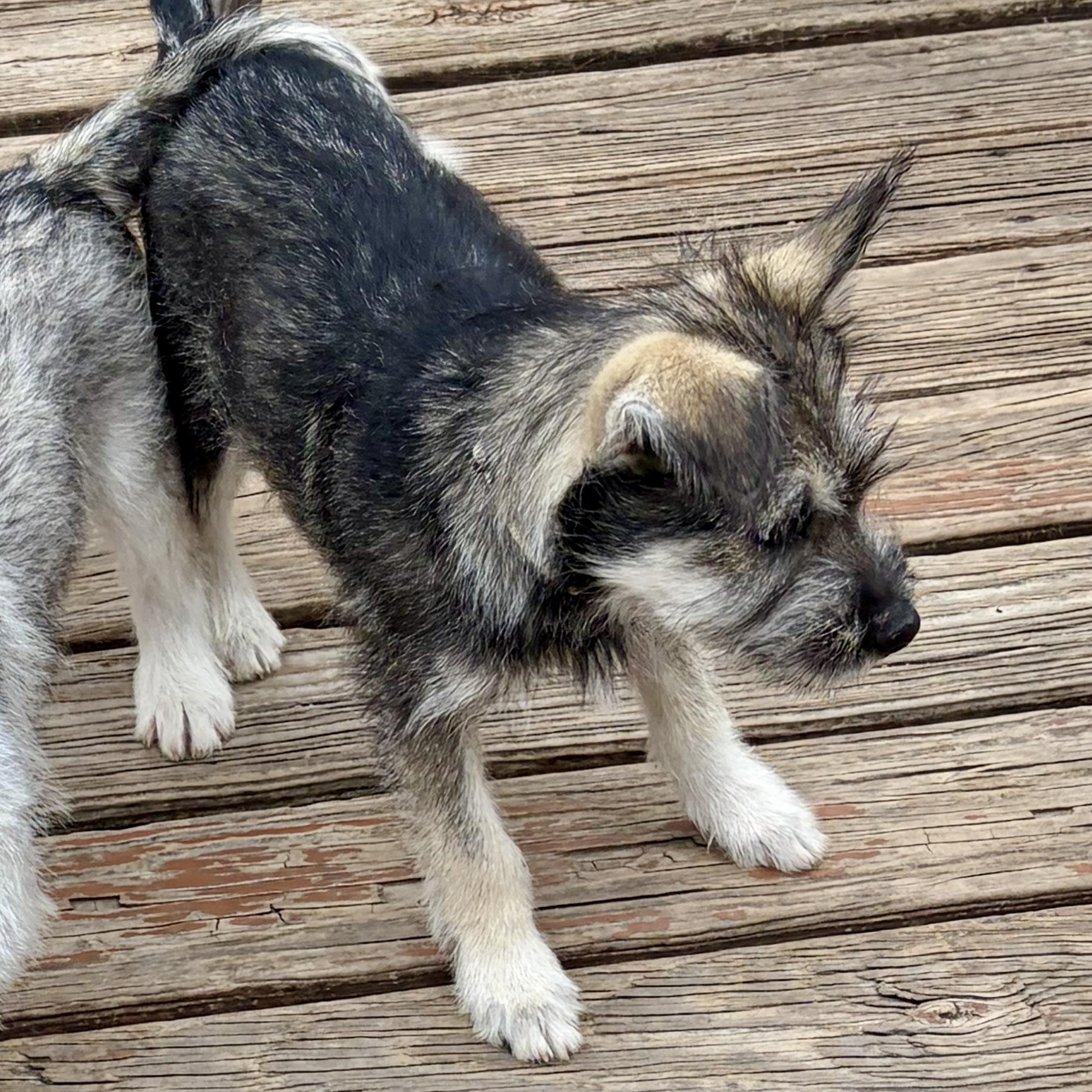 Enlarge Totally Terrific Tate! Part Snuggle, Part Sidekick, All Good Boy, a Adoptable mixed breed in Enola, PA image 4/6