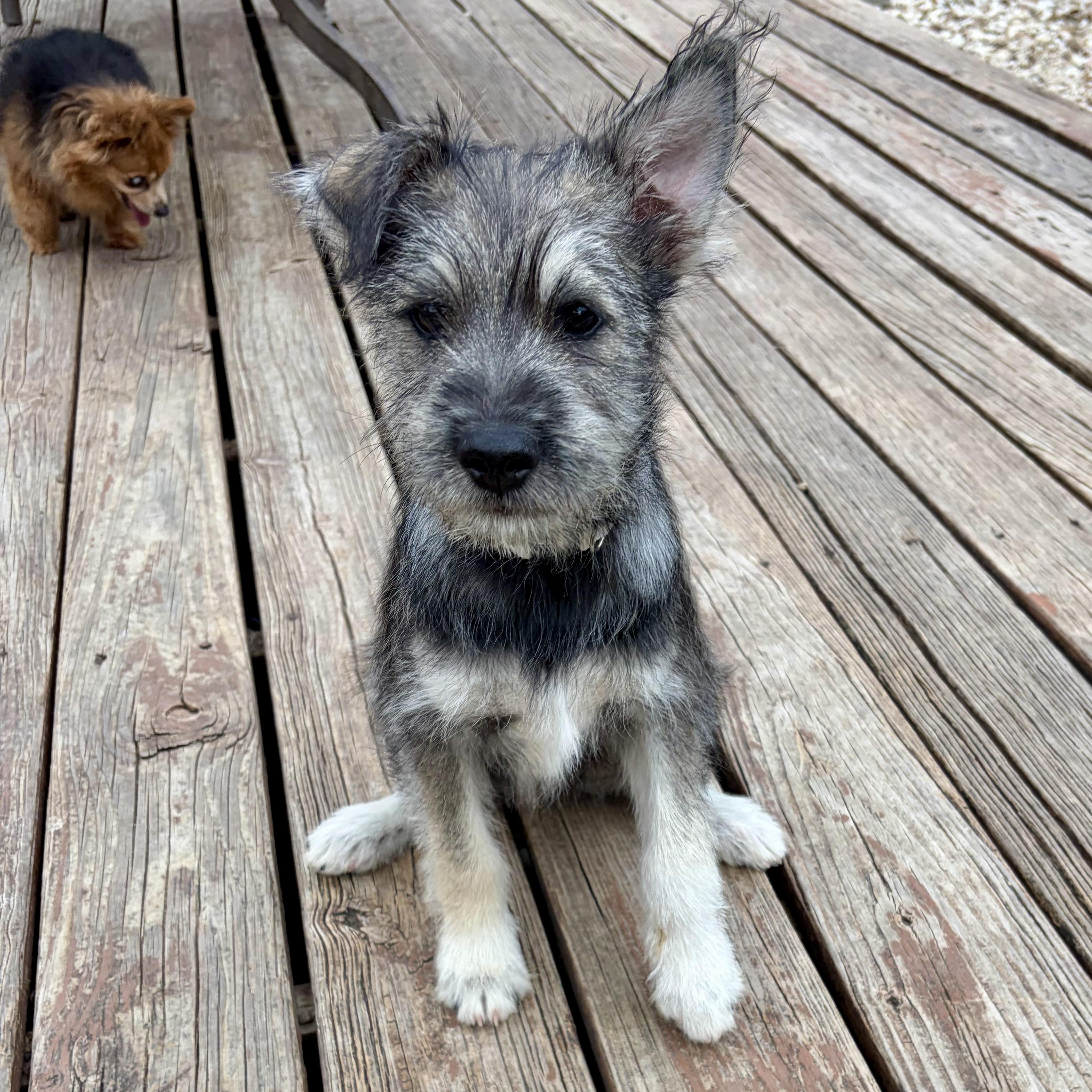 Enlarge Totally Terrific Tate! Part Snuggle, Part Sidekick, All Good Boy, a Adoptable mixed breed in Enola, PA image 5/6