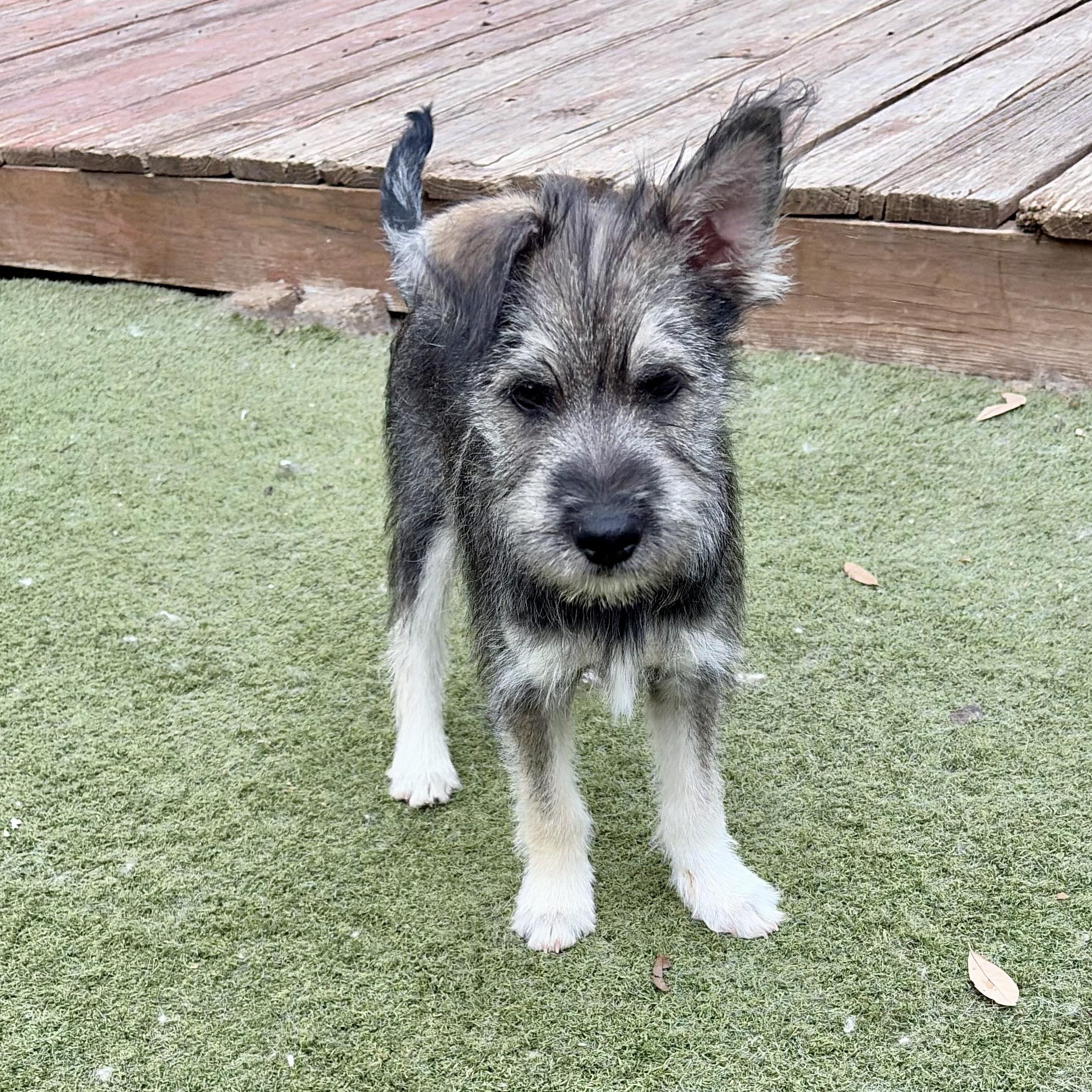 Enlarge Totally Terrific Tate! Part Snuggle, Part Sidekick, All Good Boy, a Adoptable mixed breed in Enola, PA image 2/6