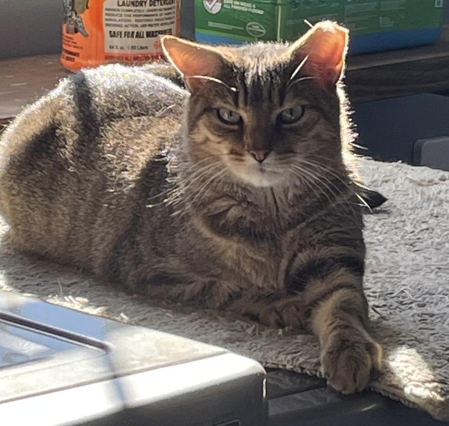 Enlarge Foxy, a Adoptable Domestic Short Hair in Leesburg, VA image 2/4