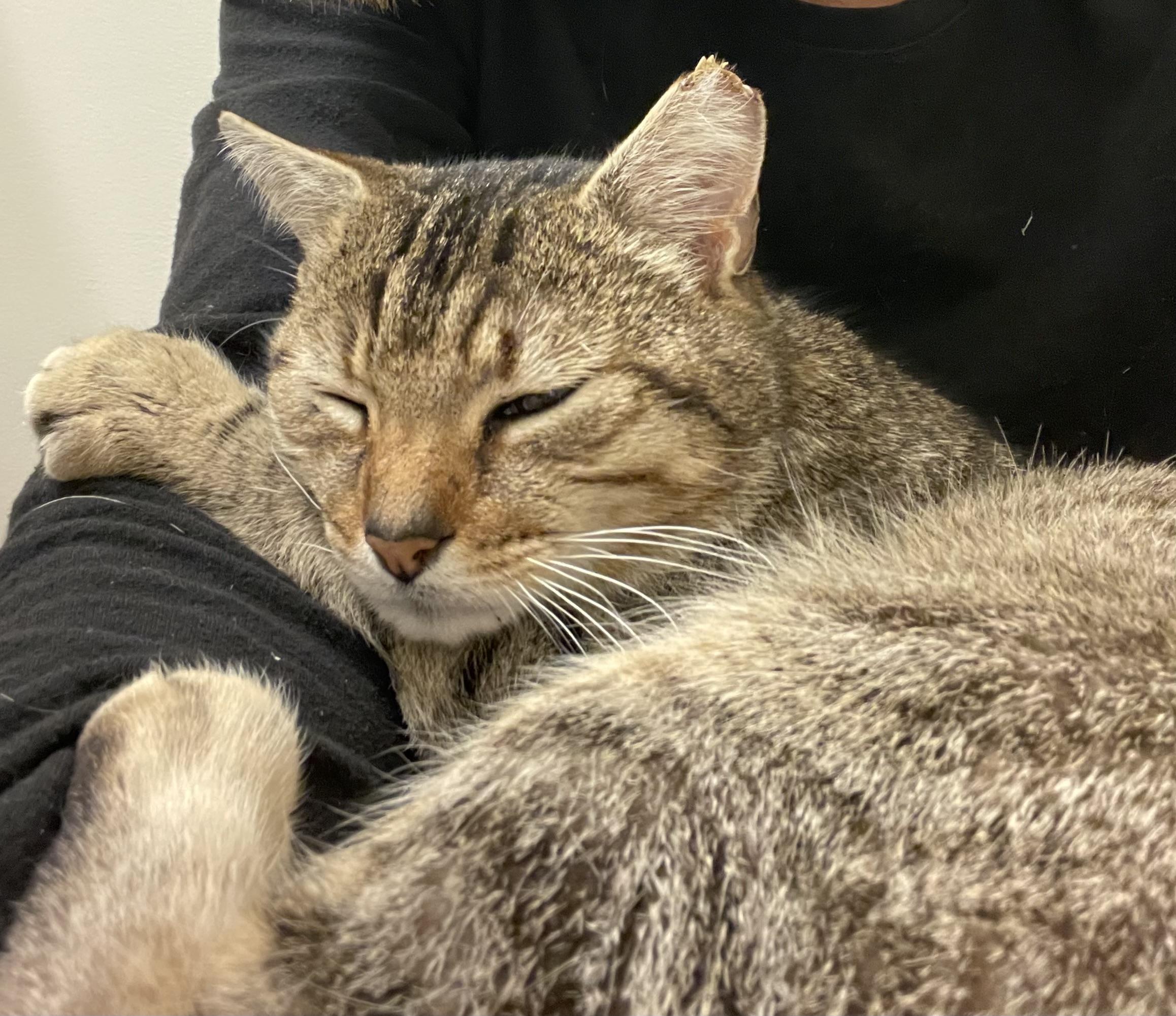 Enlarge Foxy, a Adoptable Domestic Short Hair in Leesburg, VA image 1/3