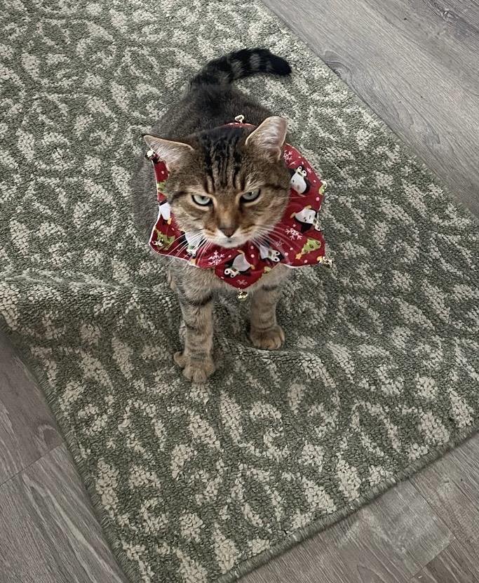 Enlarge Foxy, a Adoptable Domestic Short Hair in Leesburg, VA image 3/4