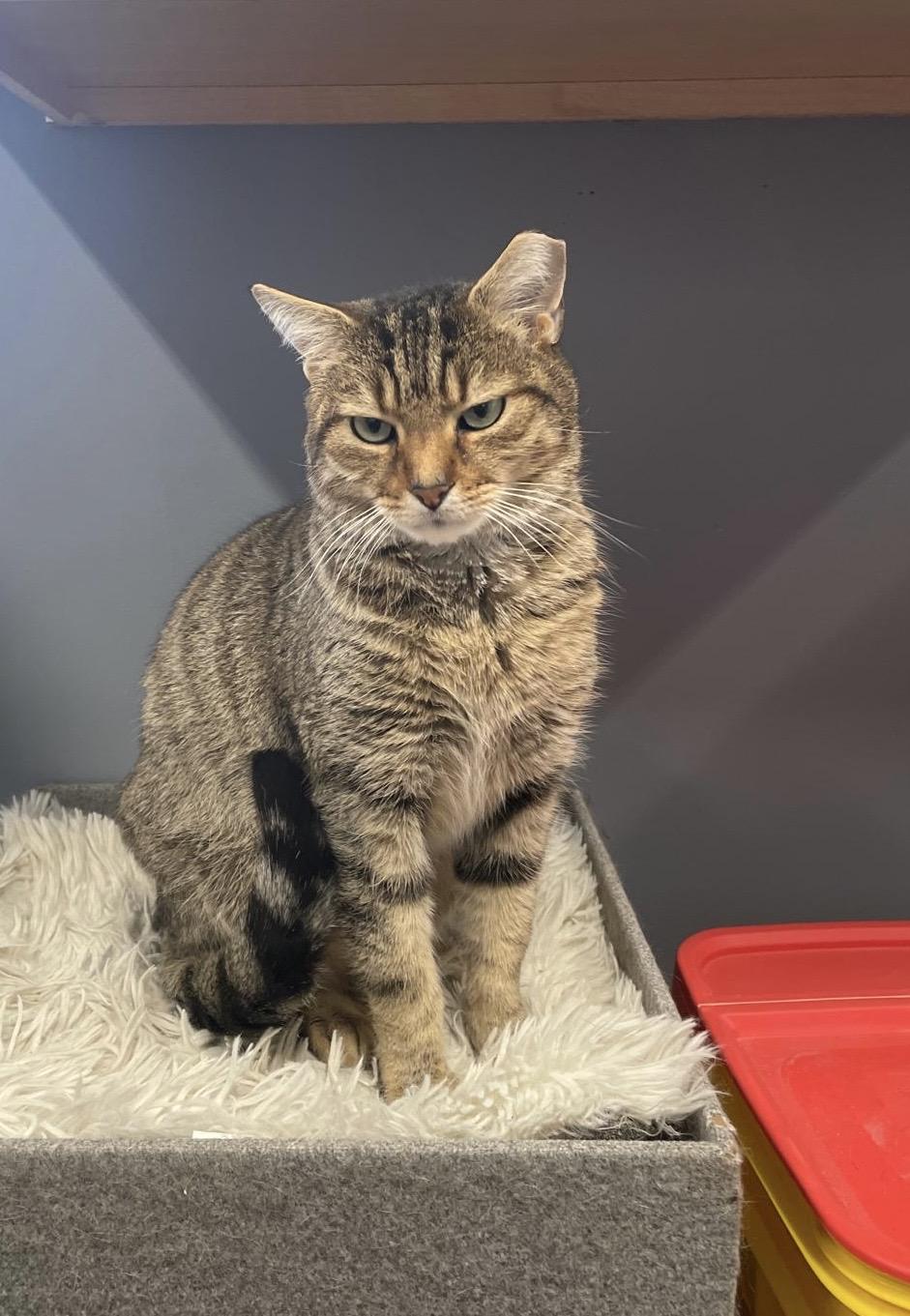 Enlarge Foxy, a Adoptable Domestic Short Hair in Leesburg, VA image 1/4