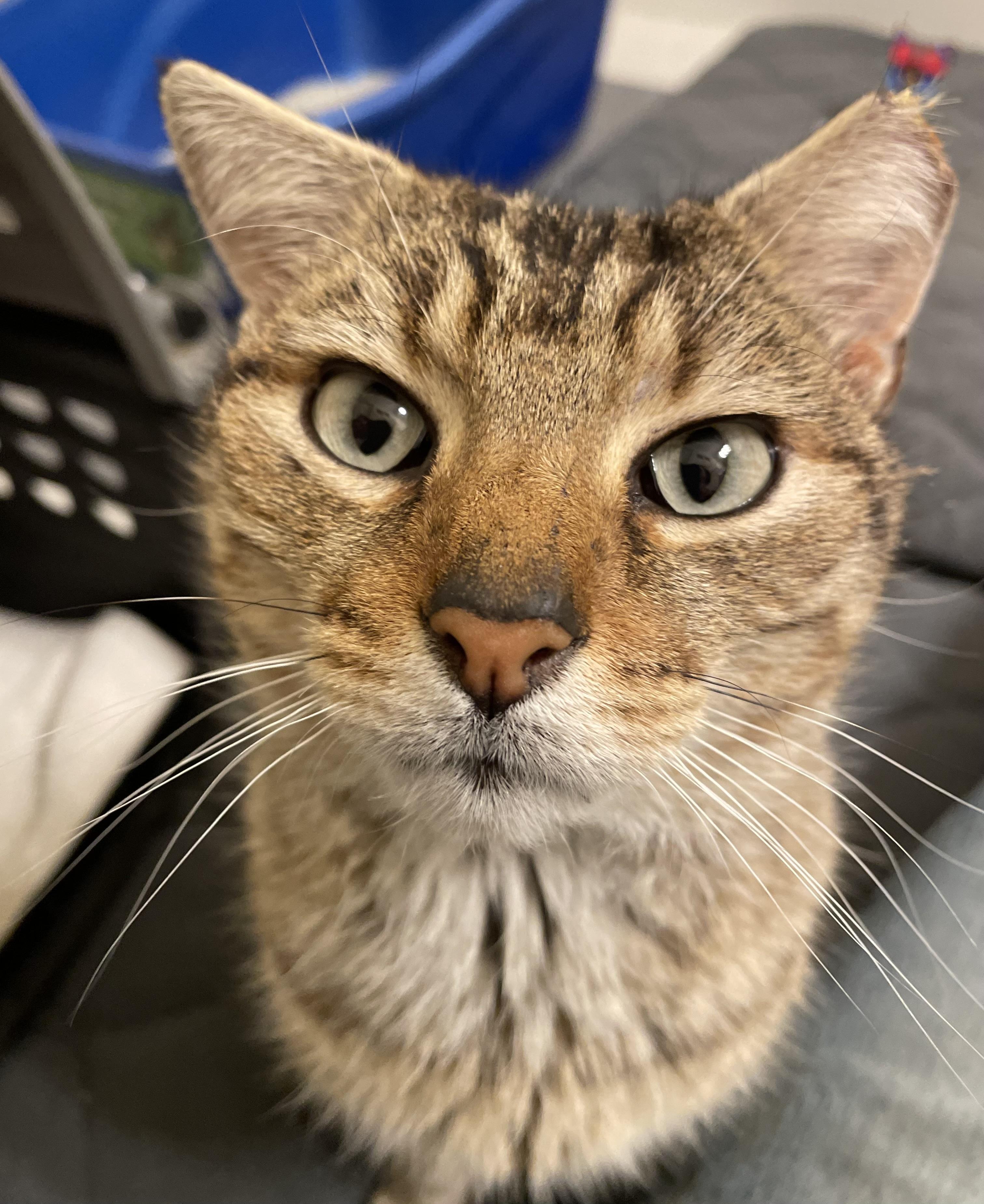 Enlarge Foxy, a Adoptable mixed breed in Leesburg, VA image 3/6