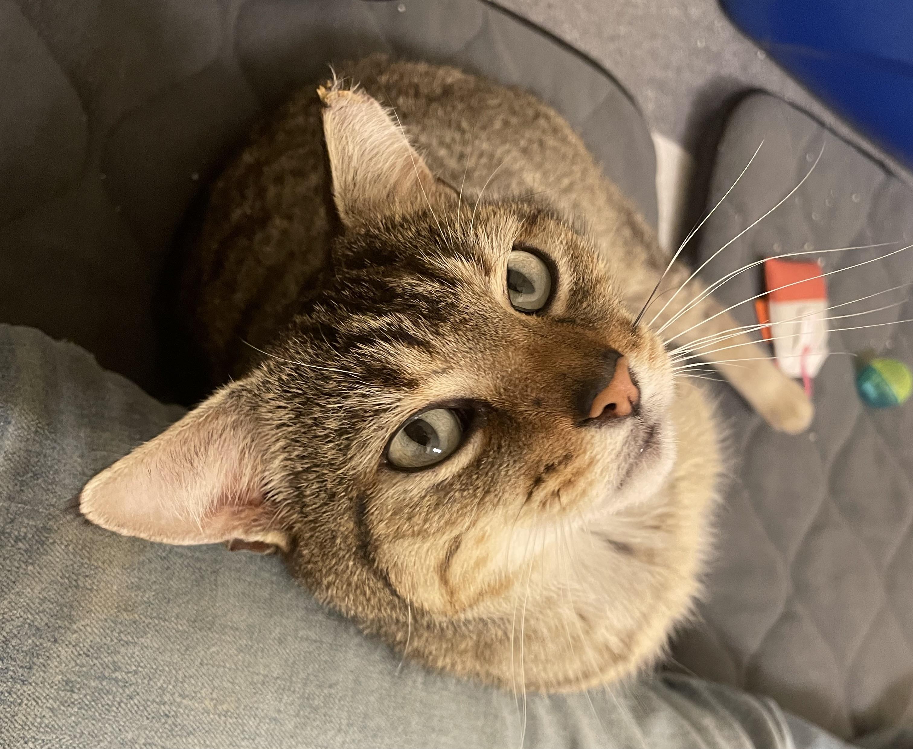 Enlarge Foxy, a Adoptable Domestic Short Hair in Leesburg, VA image 3/3