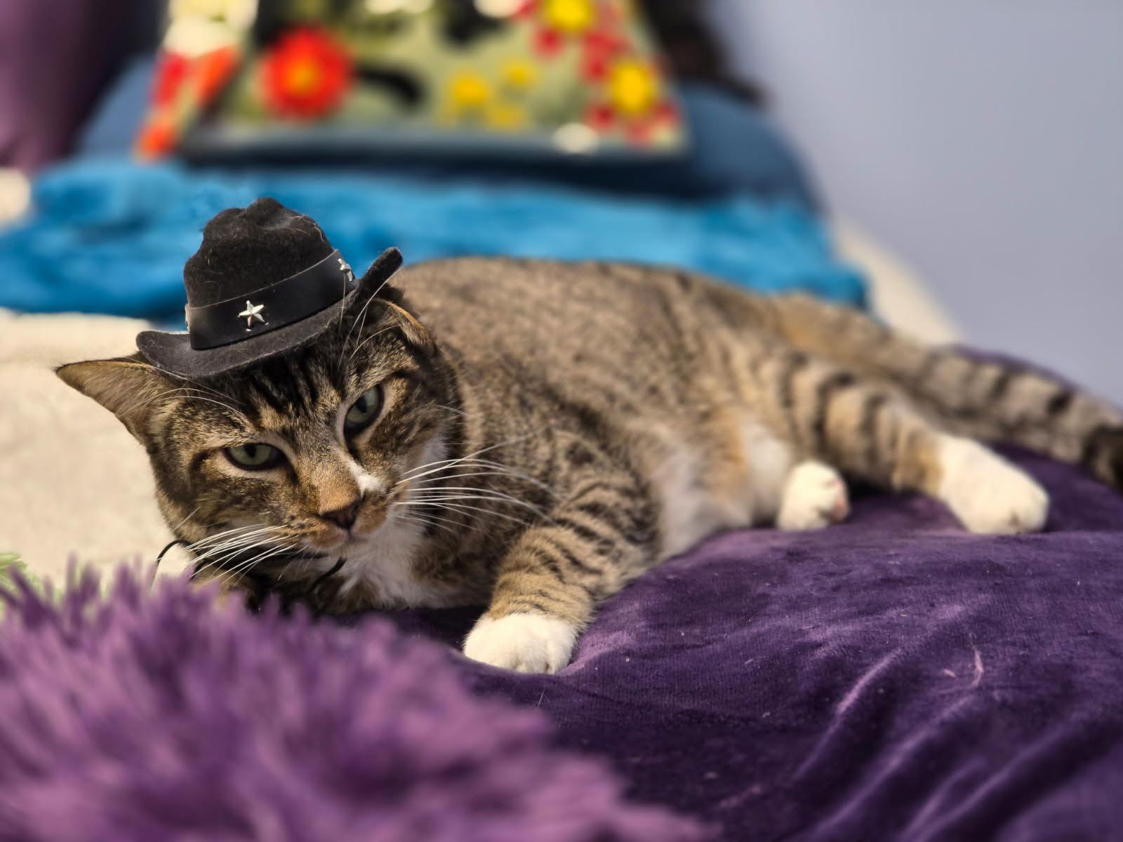 Calvin Mac, Adoptable, Adult Male Tabby.