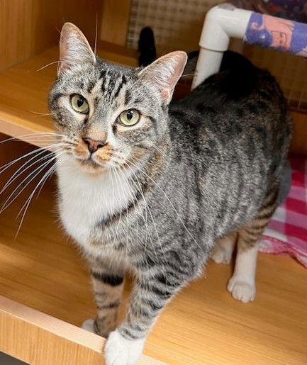 Calvin Mac, Adoptable, Adult Male Tabby.