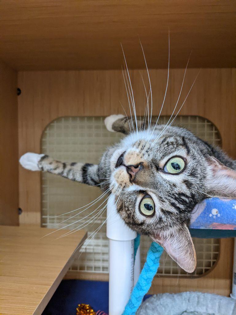 Enlarge Calvin Mac, a Adoptable Tabby in Plano, TX image 2/6