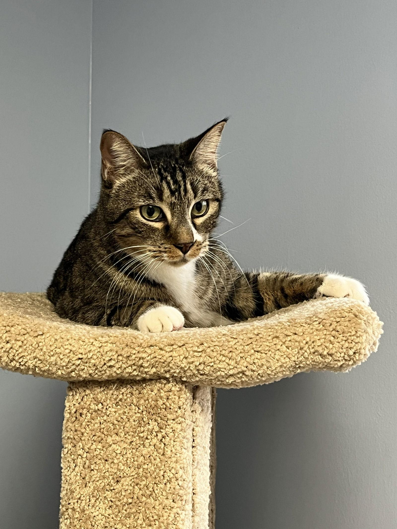 Enlarge Calvin Mac, a Adoptable Tabby in Plano, TX image 2/3