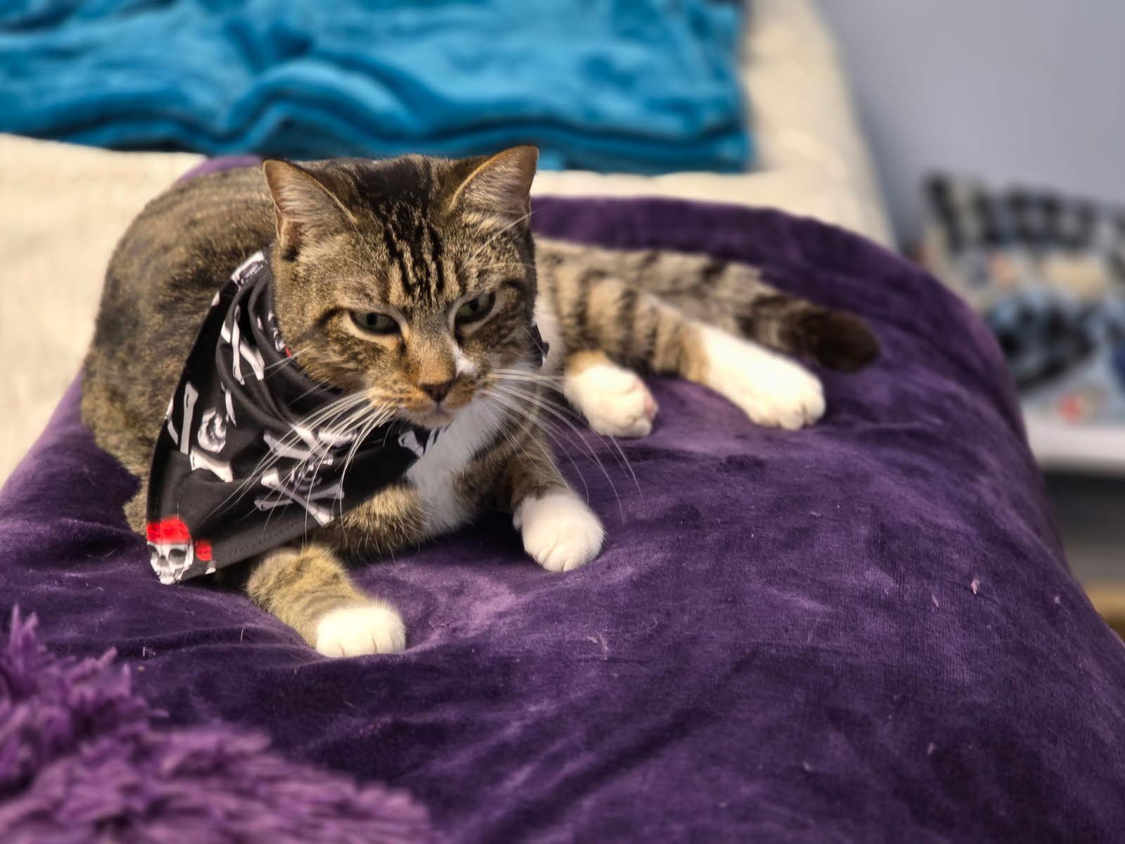 Enlarge Calvin Mac, a Adoptable Tabby in Plano, TX image 3/3