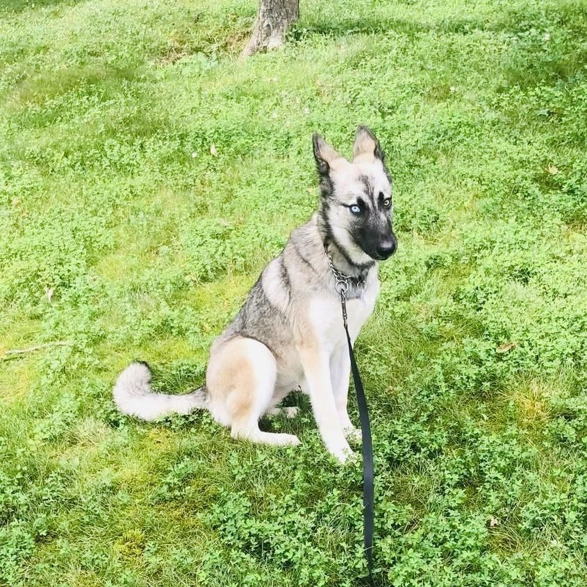 Bailey
