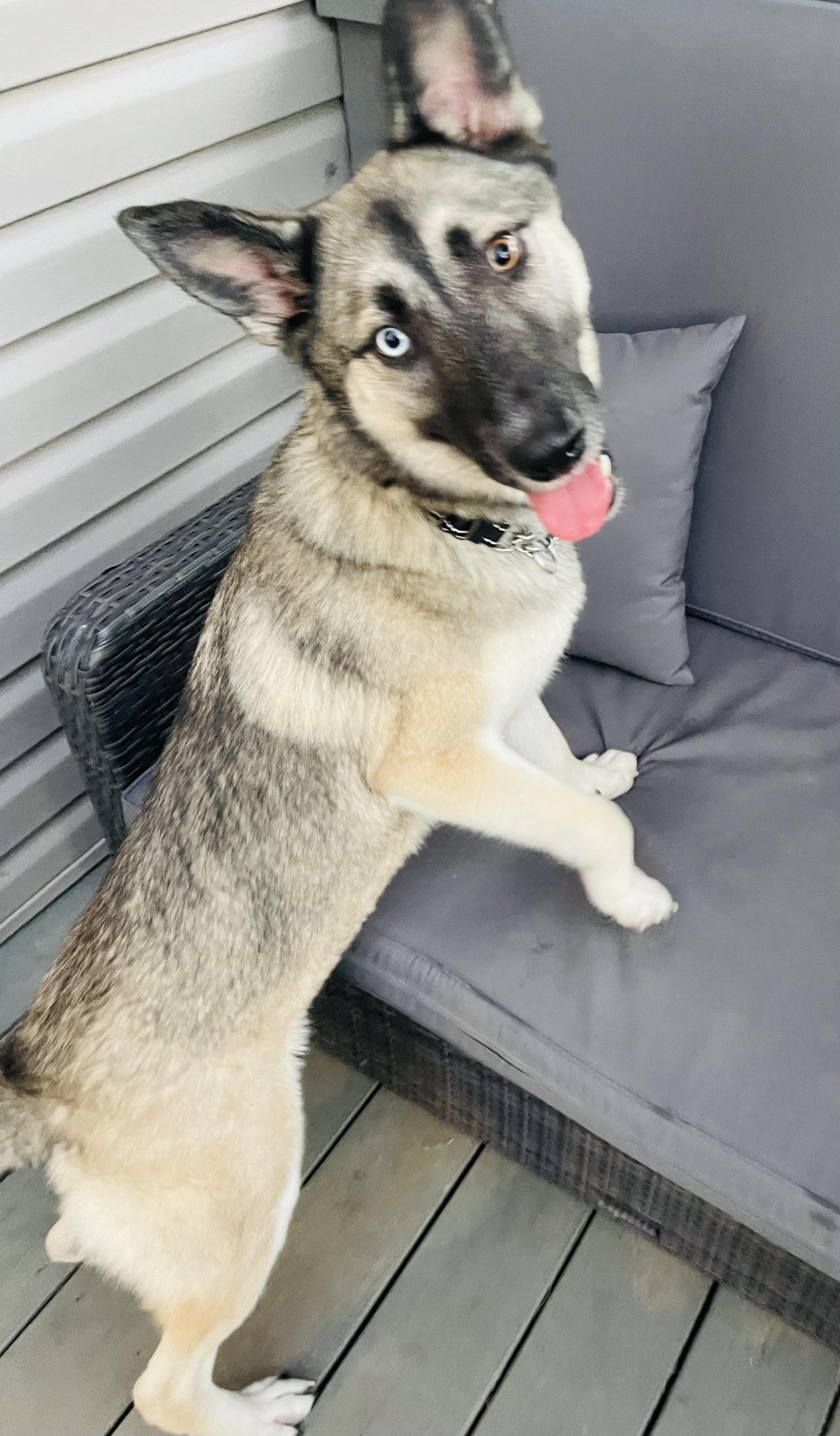 Bailey