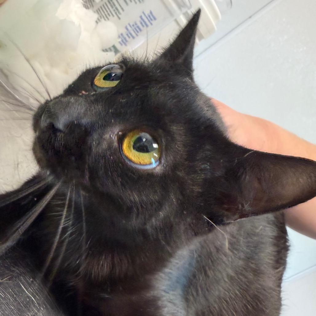 Tiger, Adoptable, Young Female Domestic Short Hair.