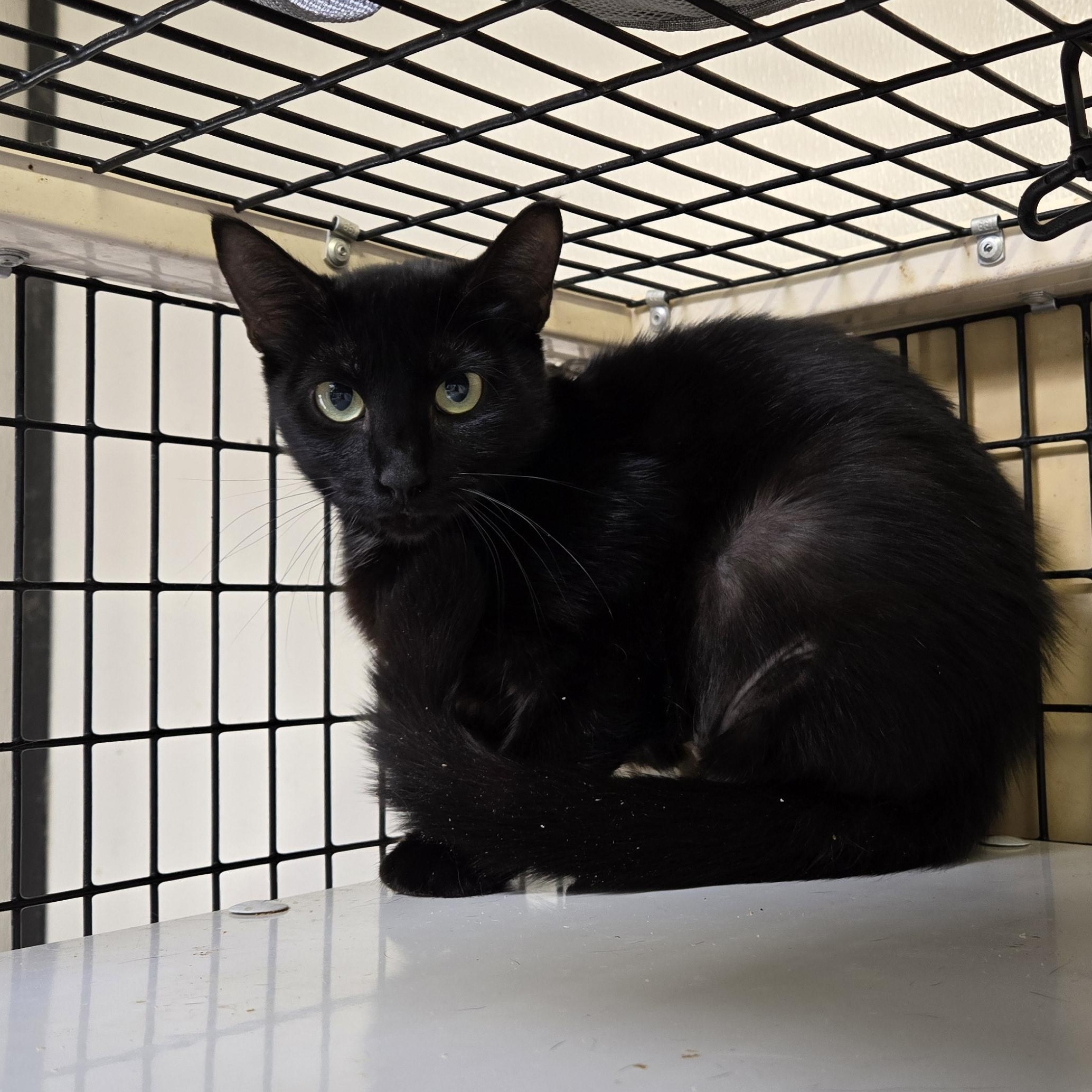 Kopiko, ADOPTABLE, Young Female Domestic Short Hair.
