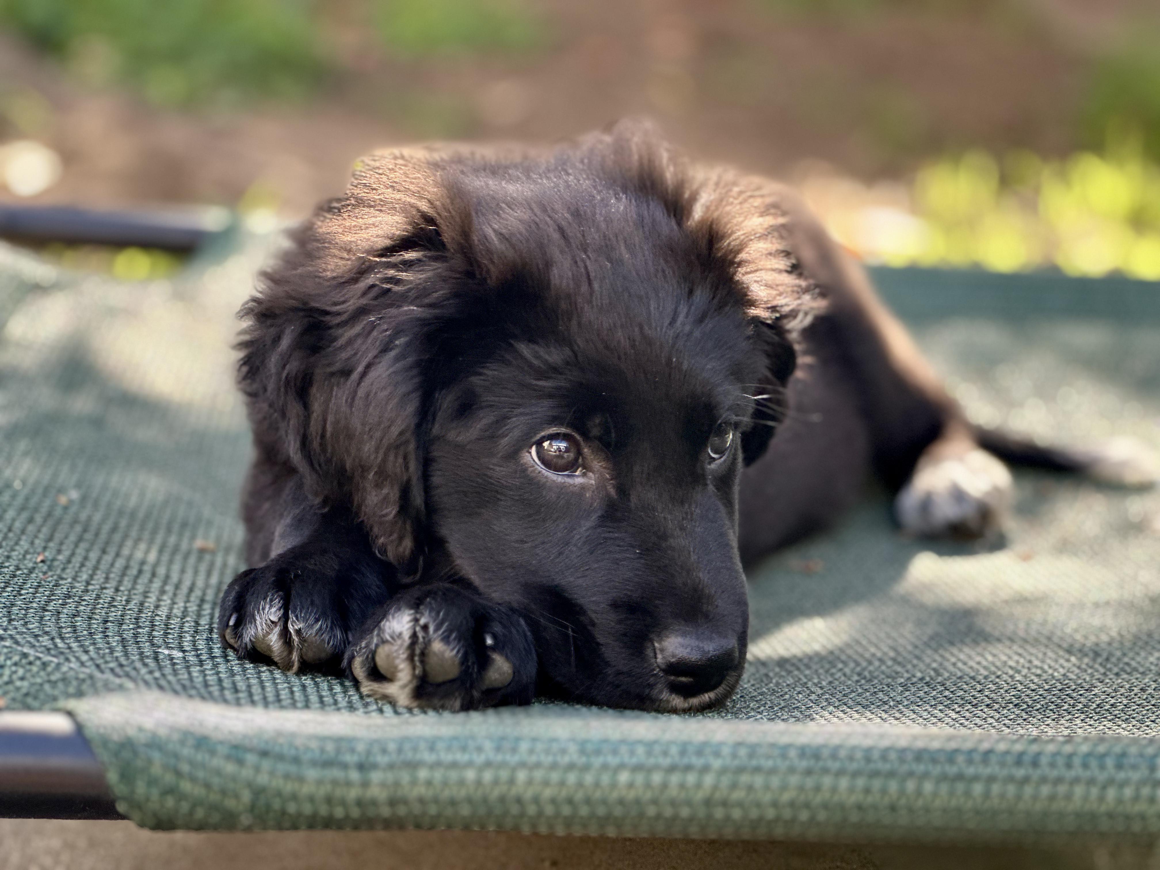 Enlarge Ben and Jerry Litter_Ben, a ADOPTABLE mixed breed in Redwood City, CA image 1/6