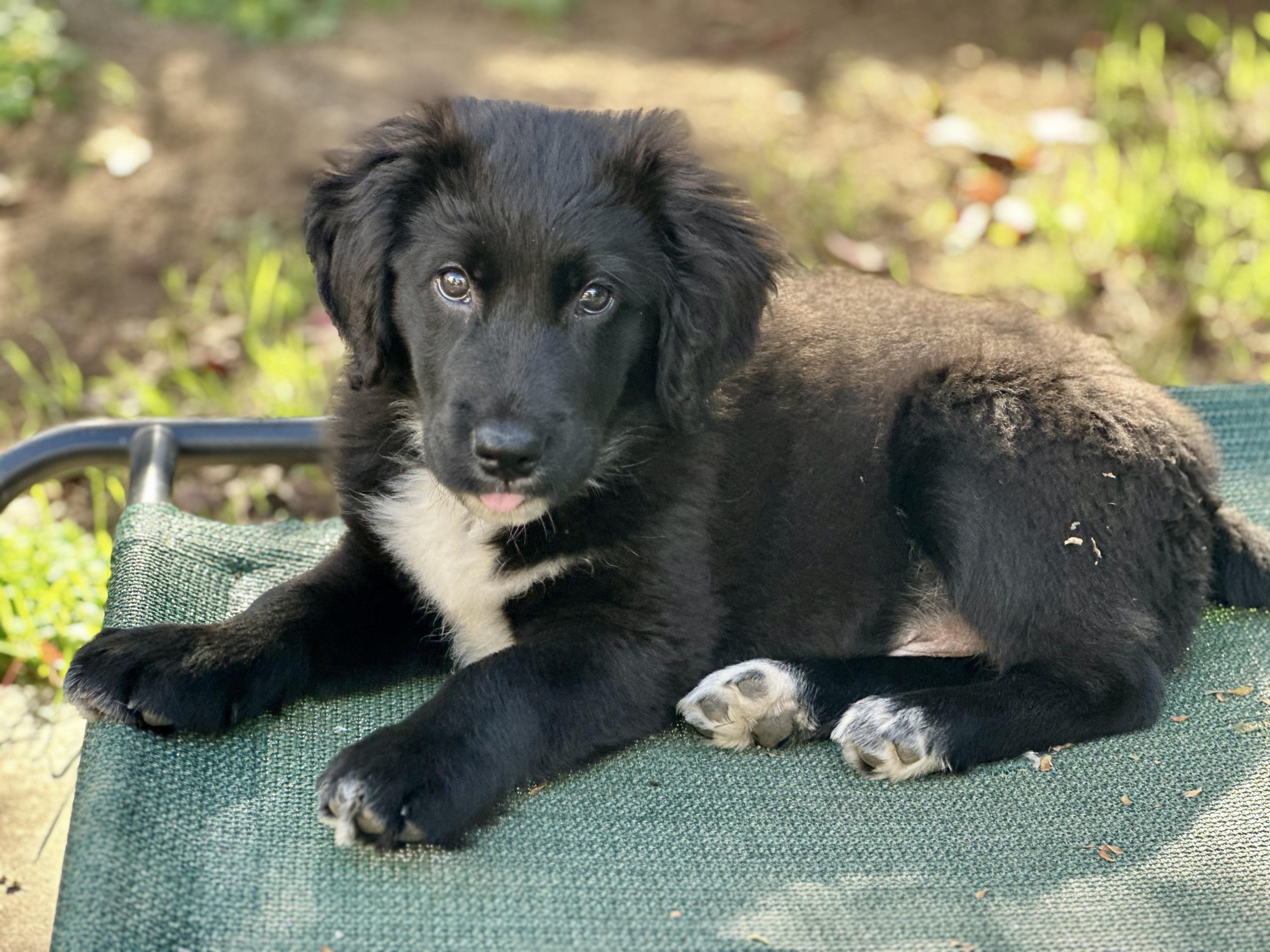 Enlarge Ben and Jerry Litter_Ben, a ADOPTABLE mixed breed in Redwood City, CA image 2/6