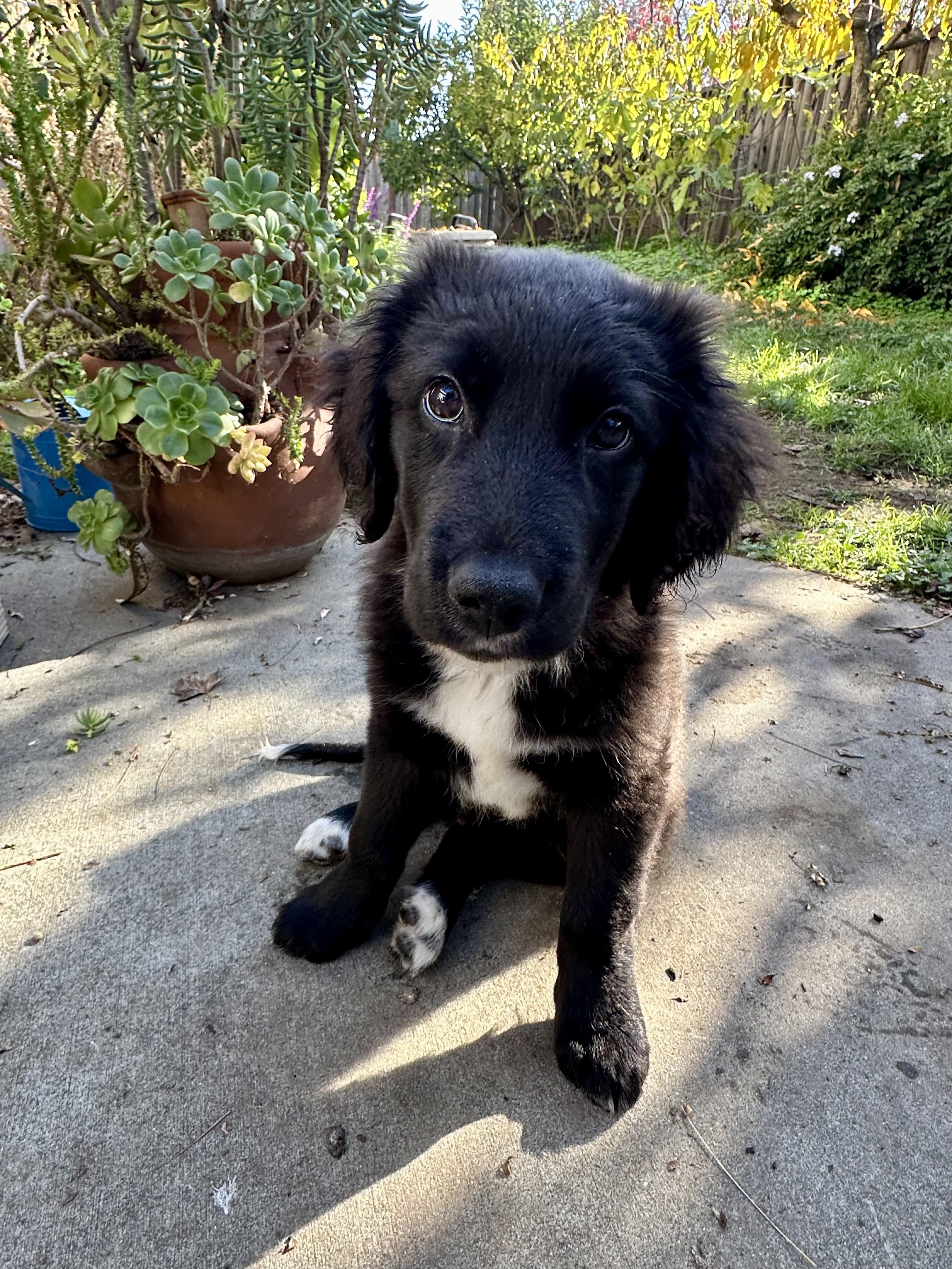 Enlarge Ben and Jerry Litter_Ben, a ADOPTABLE mixed breed in Redwood City, CA image 3/6