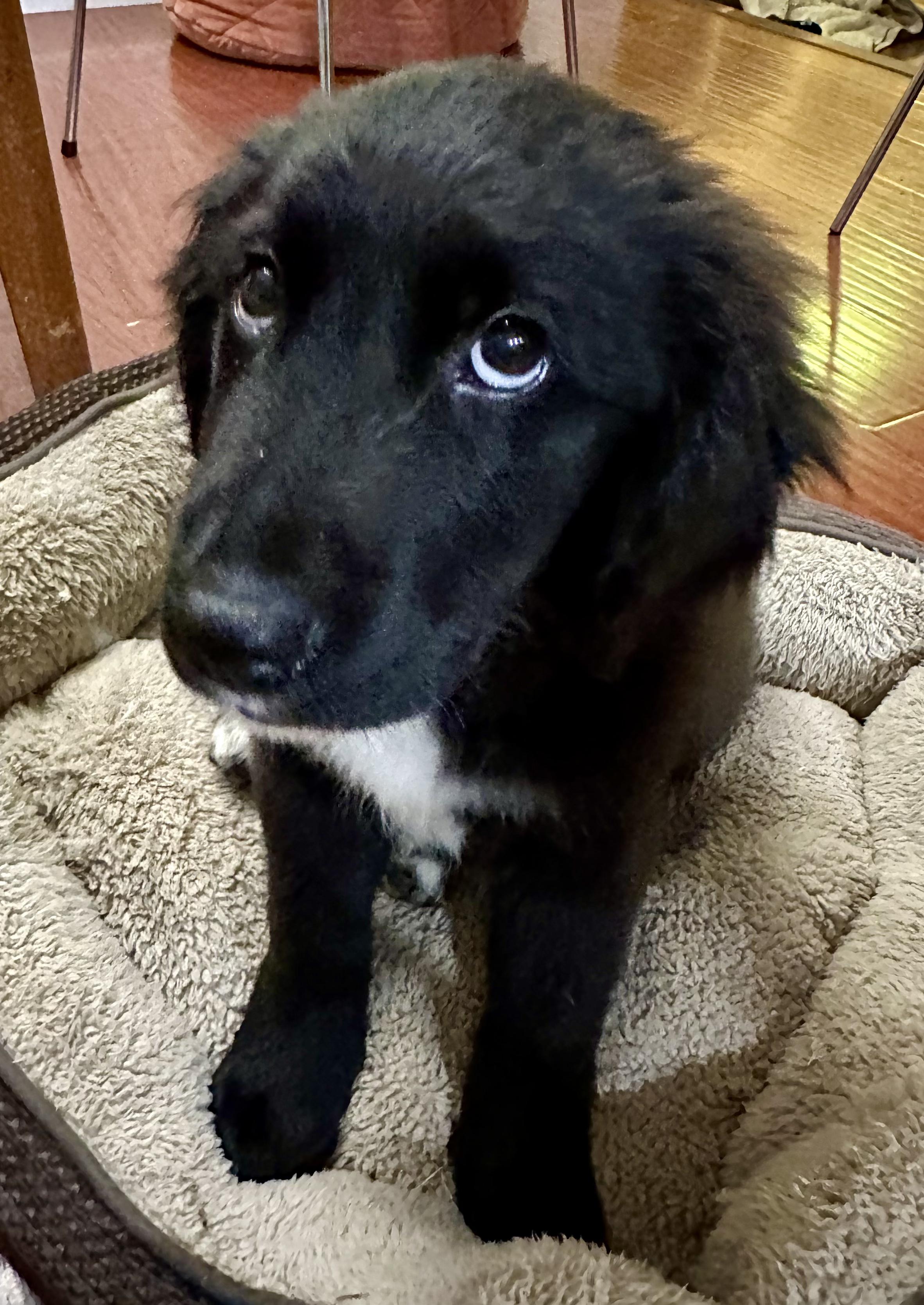 Enlarge Ben and Jerry Litter_Ben, a ADOPTABLE mixed breed in Redwood City, CA image 4/6