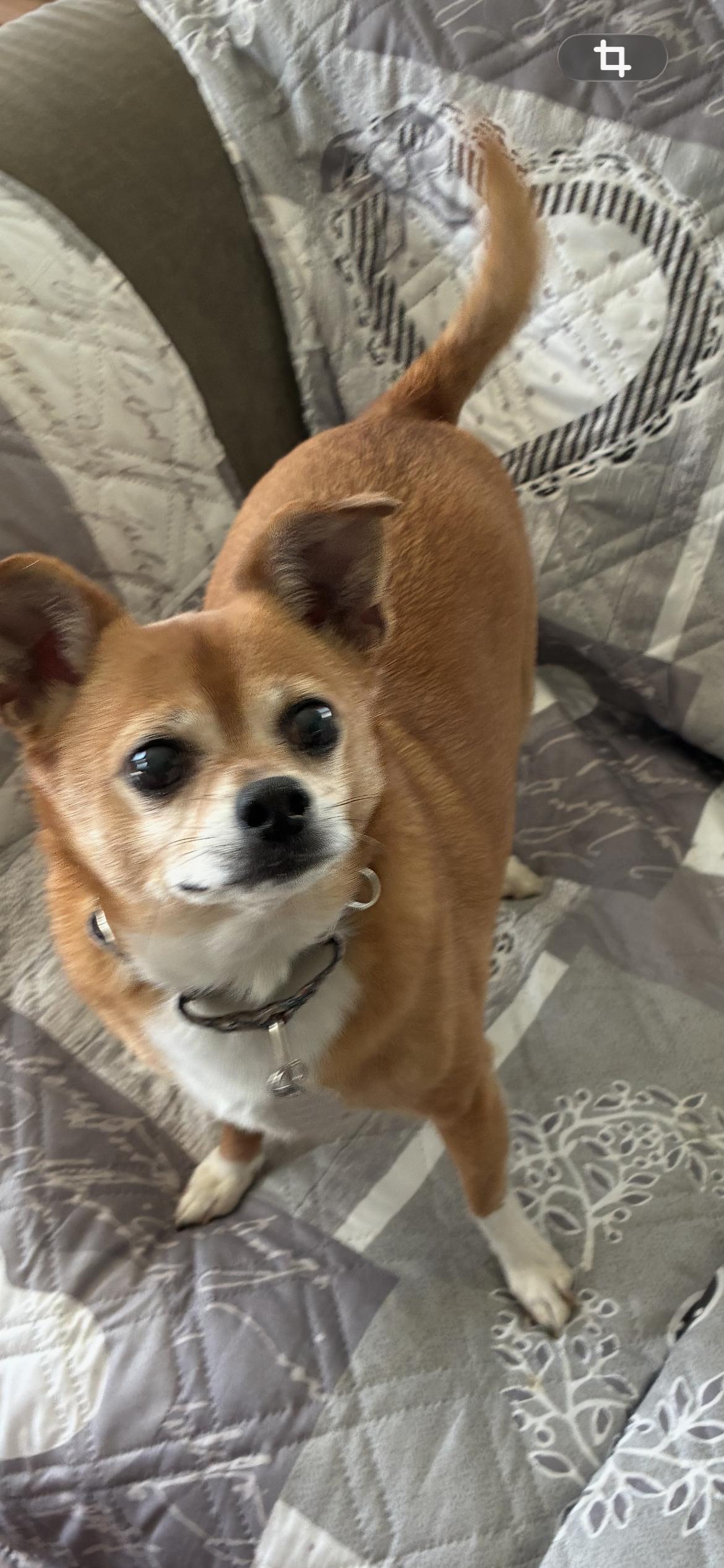 Enlarge Gizmo ( Mo Mo ) , a ADOPTABLE mixed breed in Saint Louis, MO image 3/4