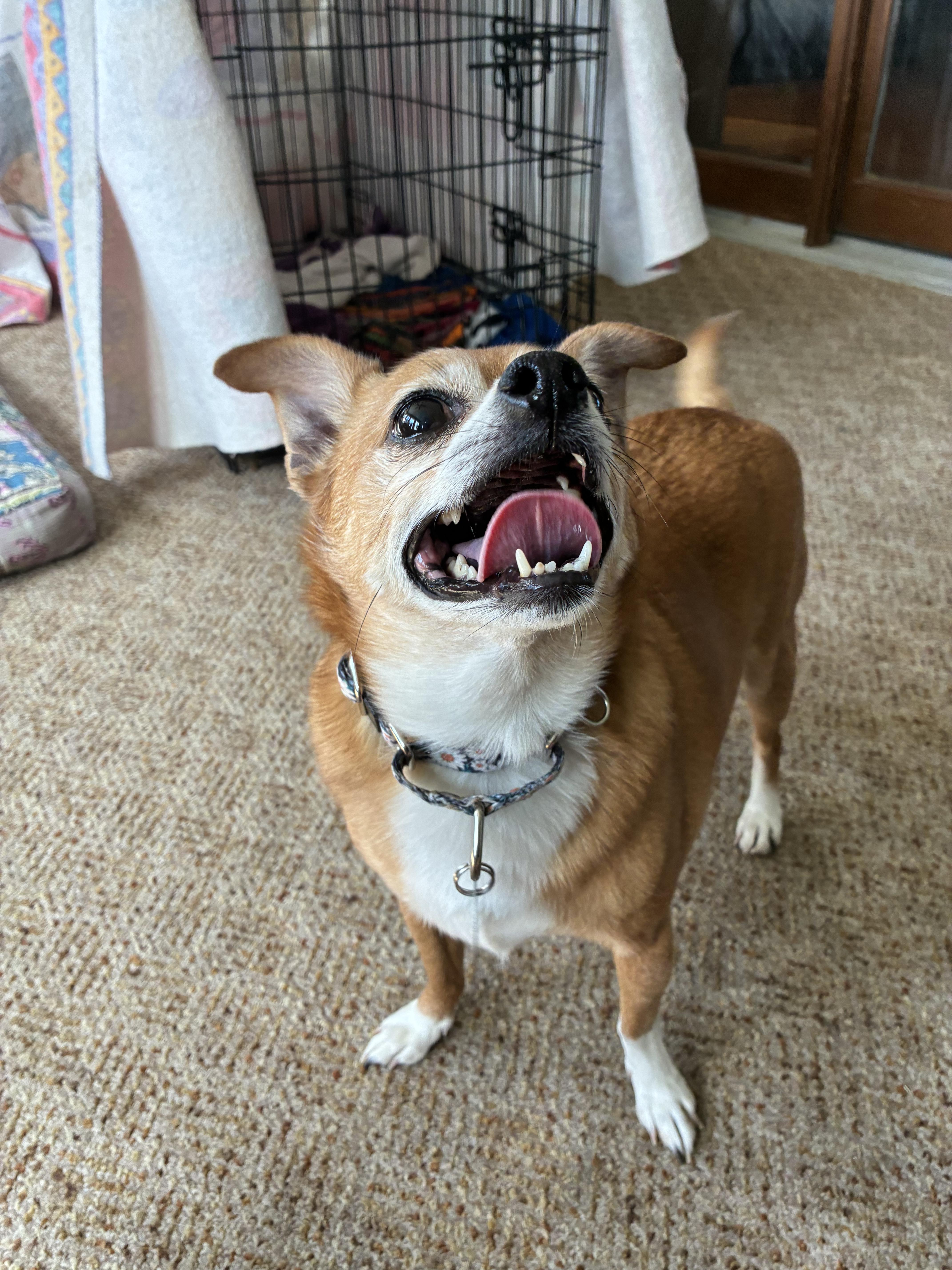 Enlarge Gizmo ( Mo Mo ) , a ADOPTABLE mixed breed in Saint Louis, MO image 2/4