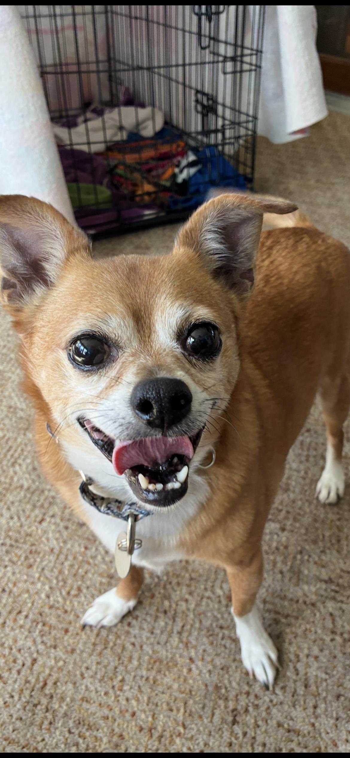 Gizmo ( Mo Mo ) , ADOPTABLE, Adult Male Chihuahua.