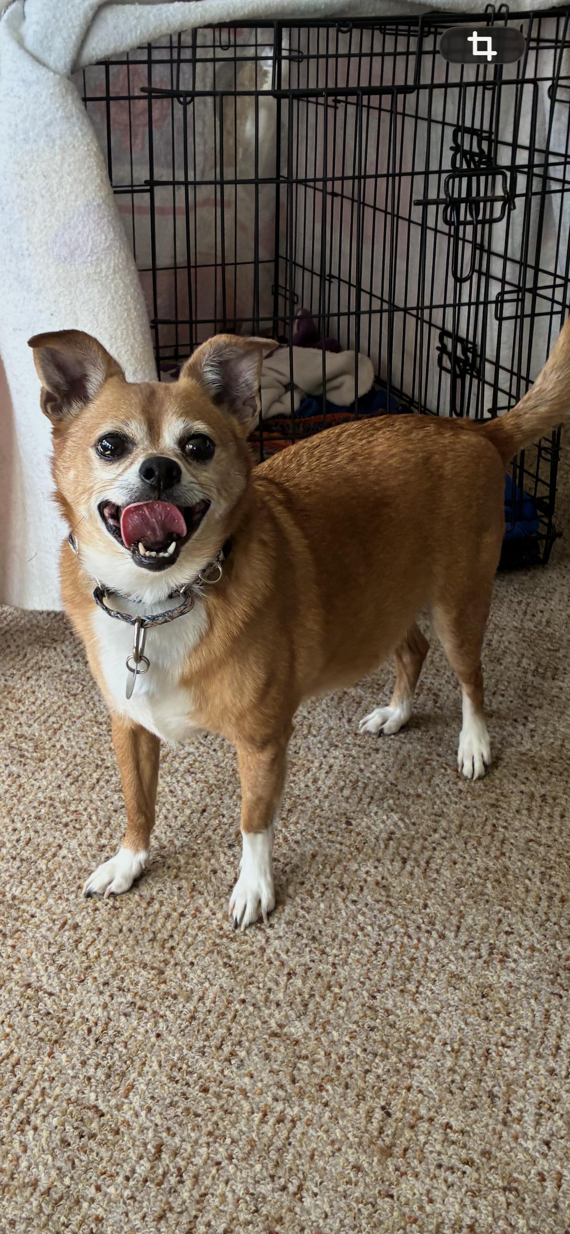 Enlarge Gizmo ( Mo Mo ) , a ADOPTABLE mixed breed in Saint Louis, MO image 4/4
