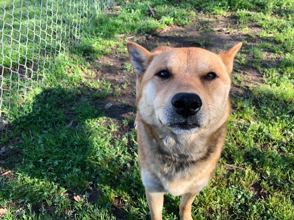 Enlarge Scar, a Adoptable Shiba Inu in Benton, AR image 1/3