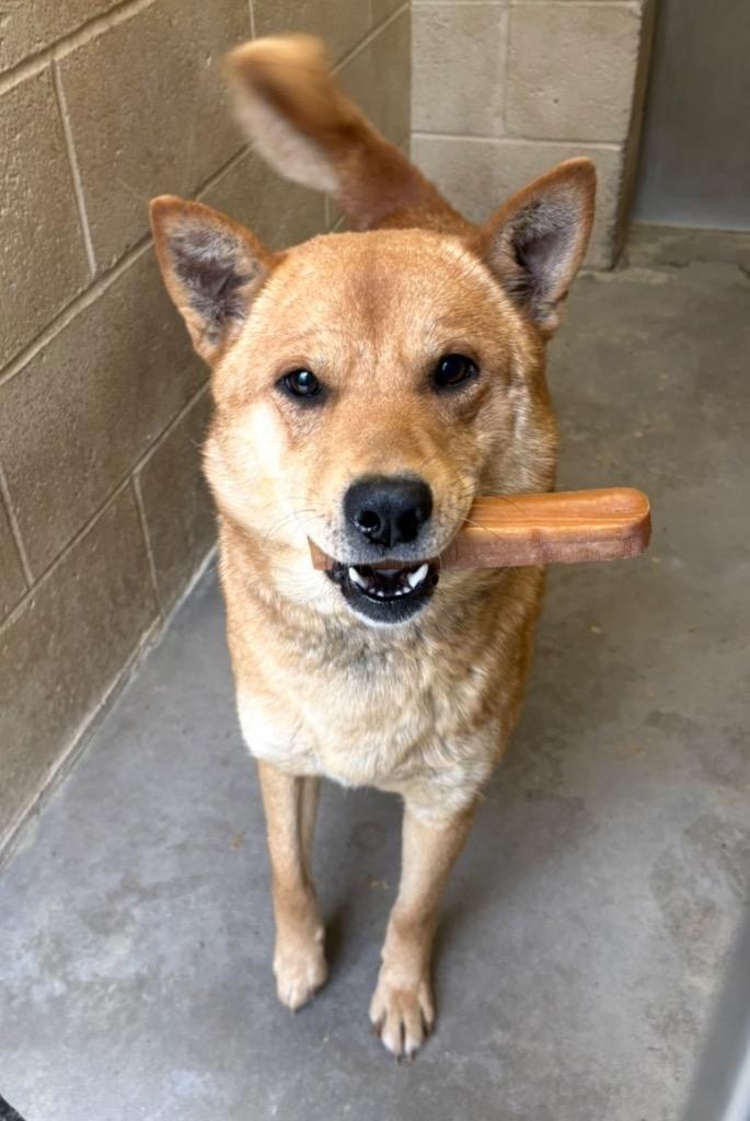 Enlarge Scar, a Adoptable Shiba Inu in Benton, AR image 2/3