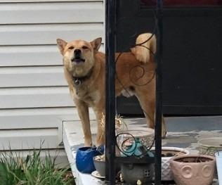 Enlarge Scar, a Adoptable Shiba Inu in Benton, AR image 3/3