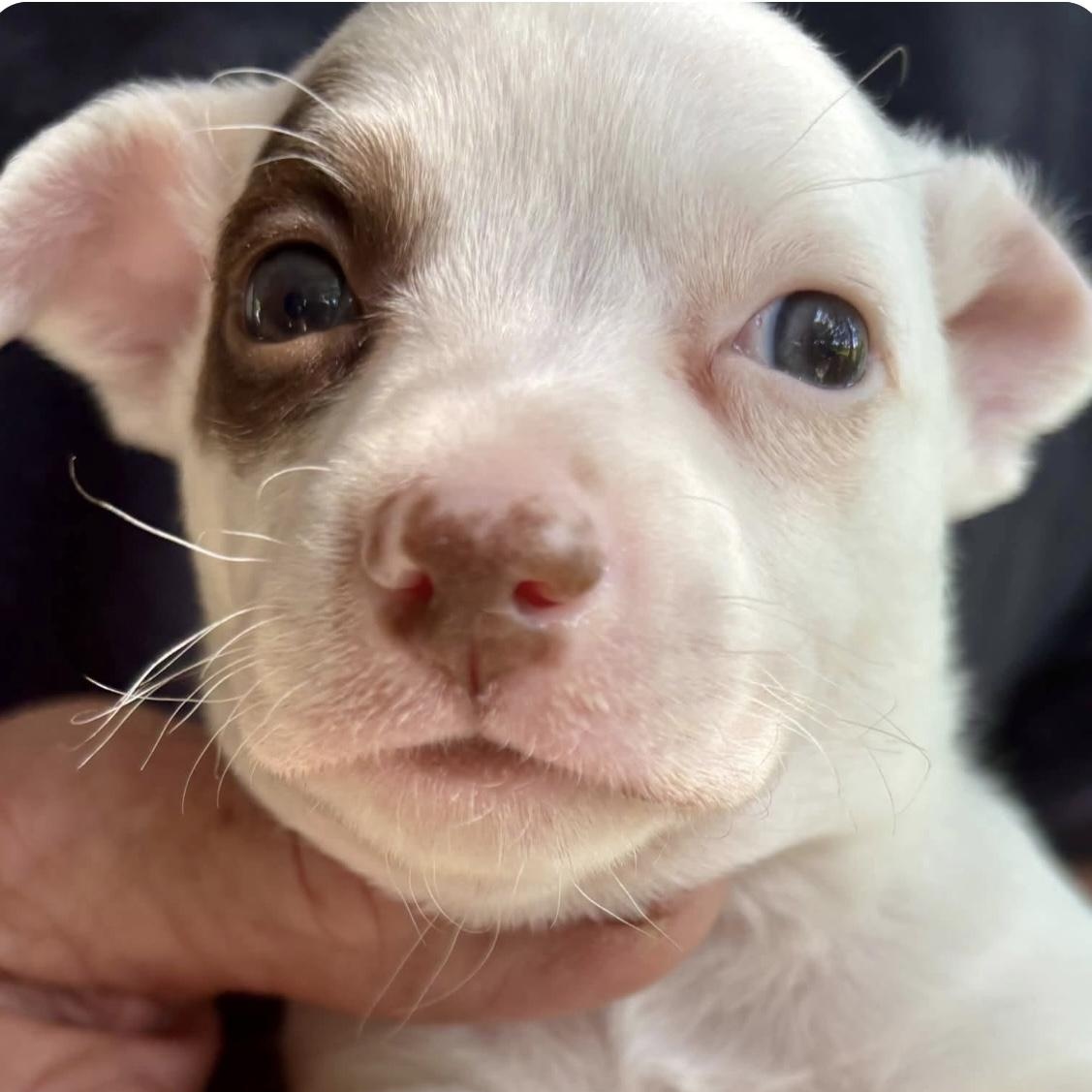 Enlarge Ace, a Adoptable mixed breed in Santa Rosa, CA image 1/1