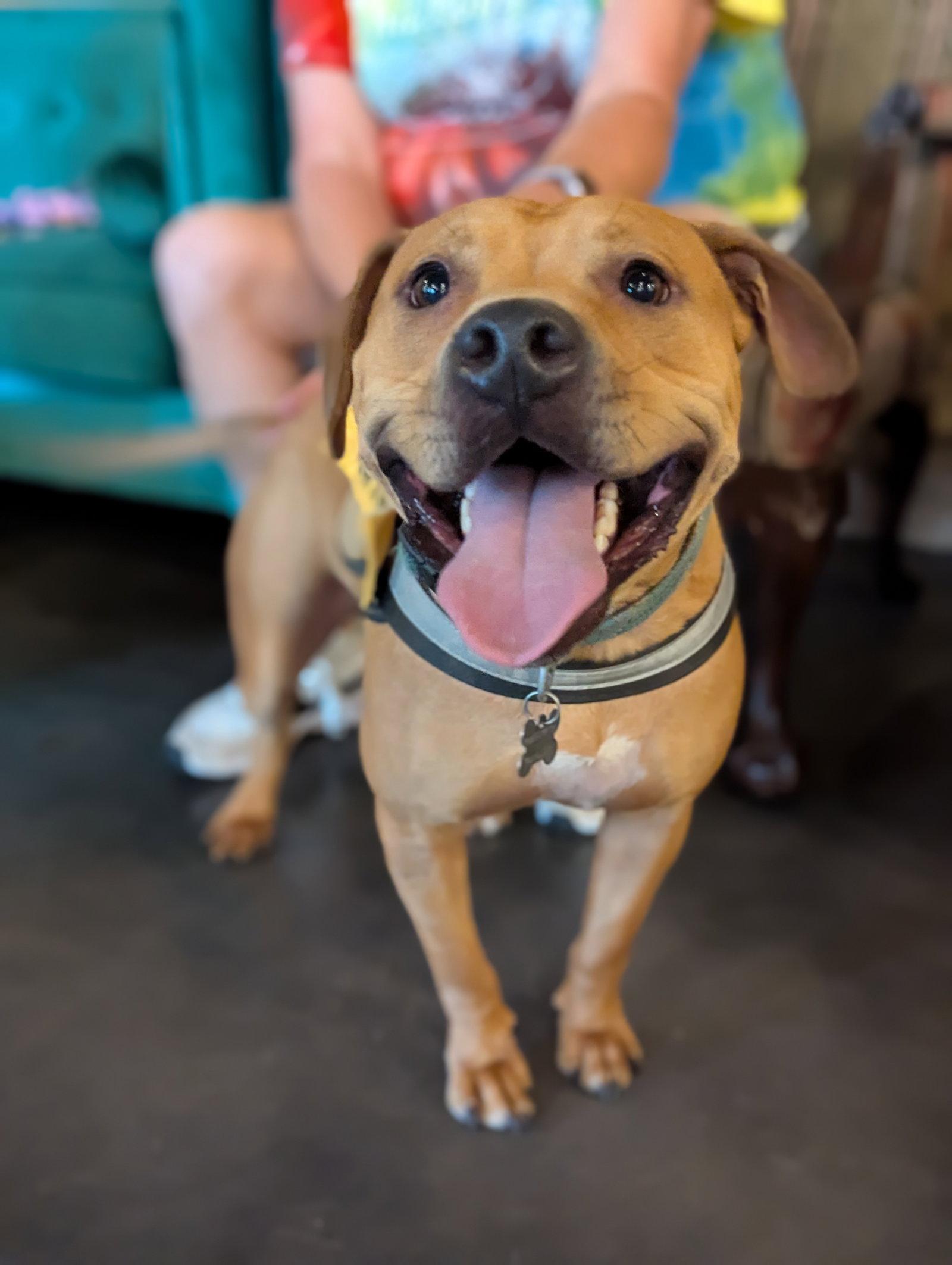Enlarge Nelson, a Adoptable mixed breed in Holly Springs, NC image 1/3