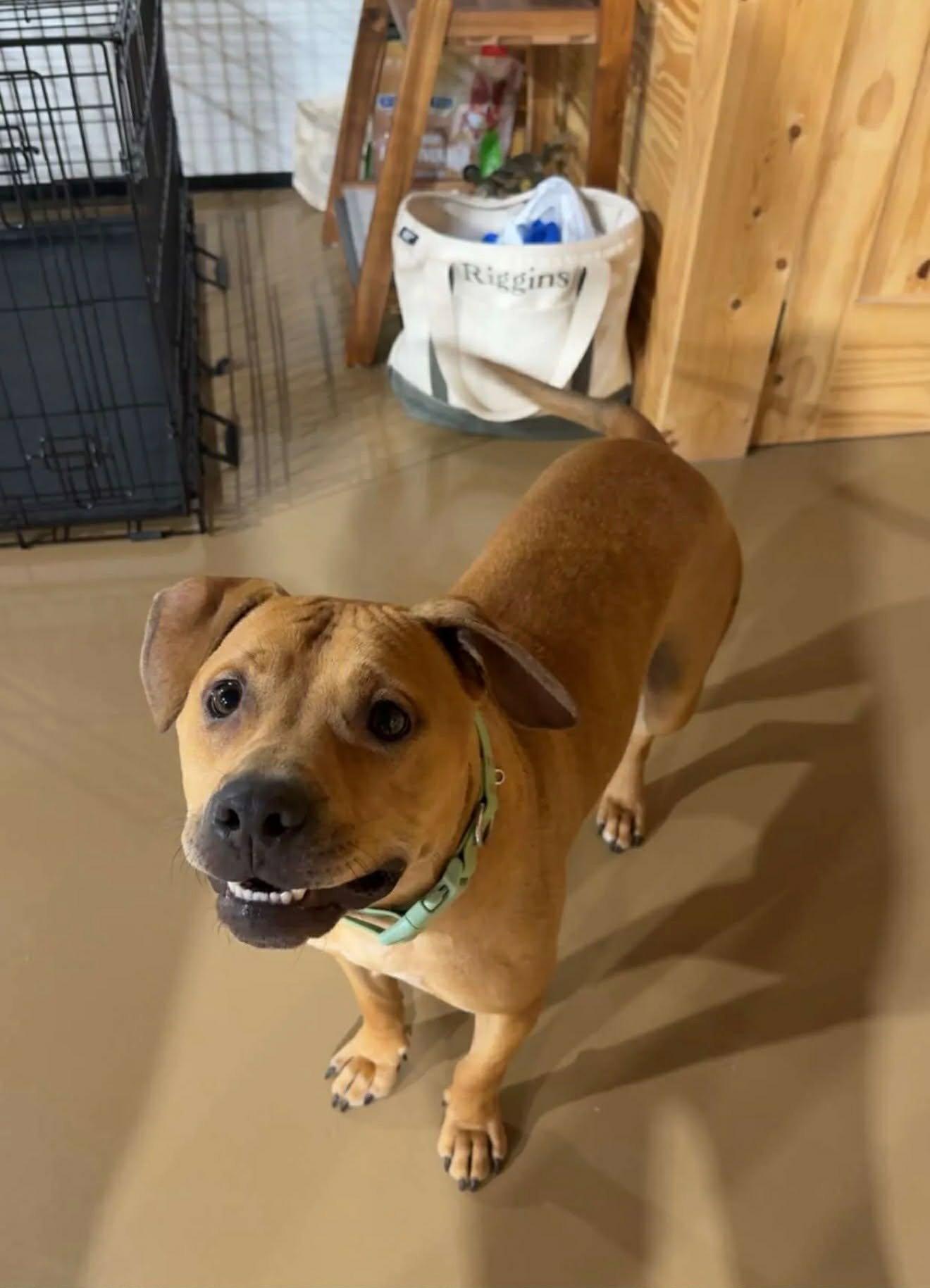 Enlarge Nelson, a Adoptable mixed breed in Holly Springs, NC image 2/3