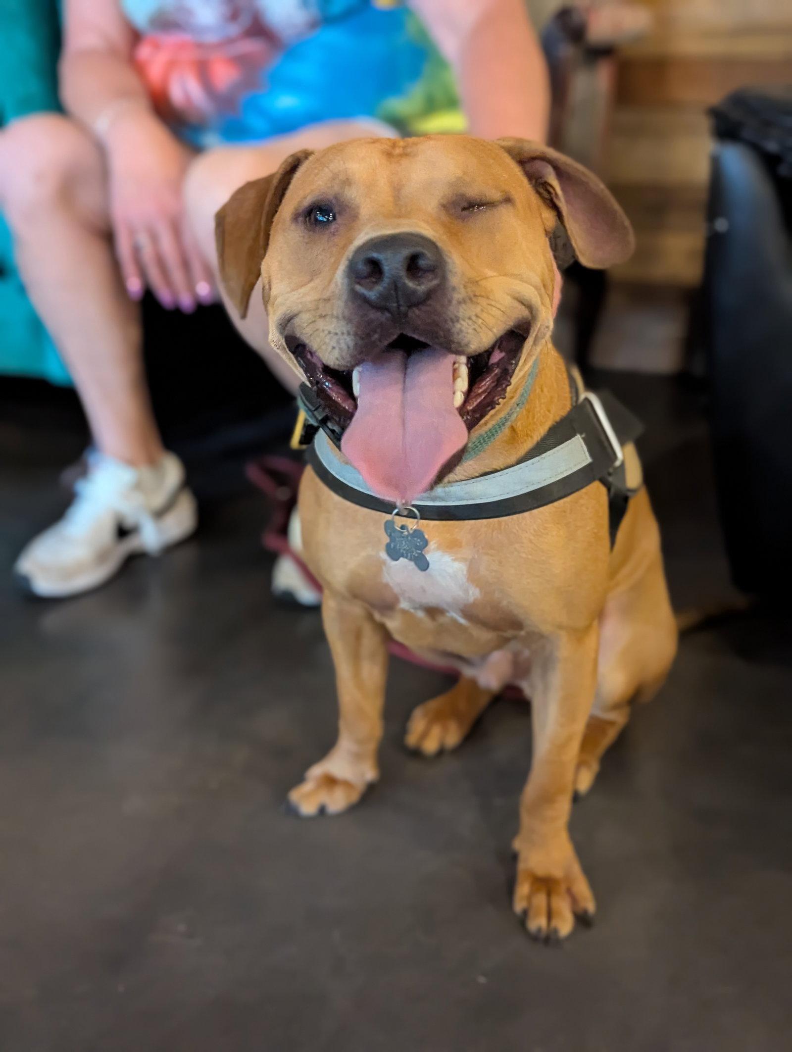 Enlarge Nelson, a Adoptable mixed breed in Holly Springs, NC image 3/3