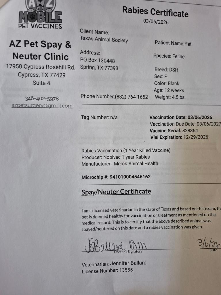 Pat, Adoptable, Kitten Female Domestic Short Hair.