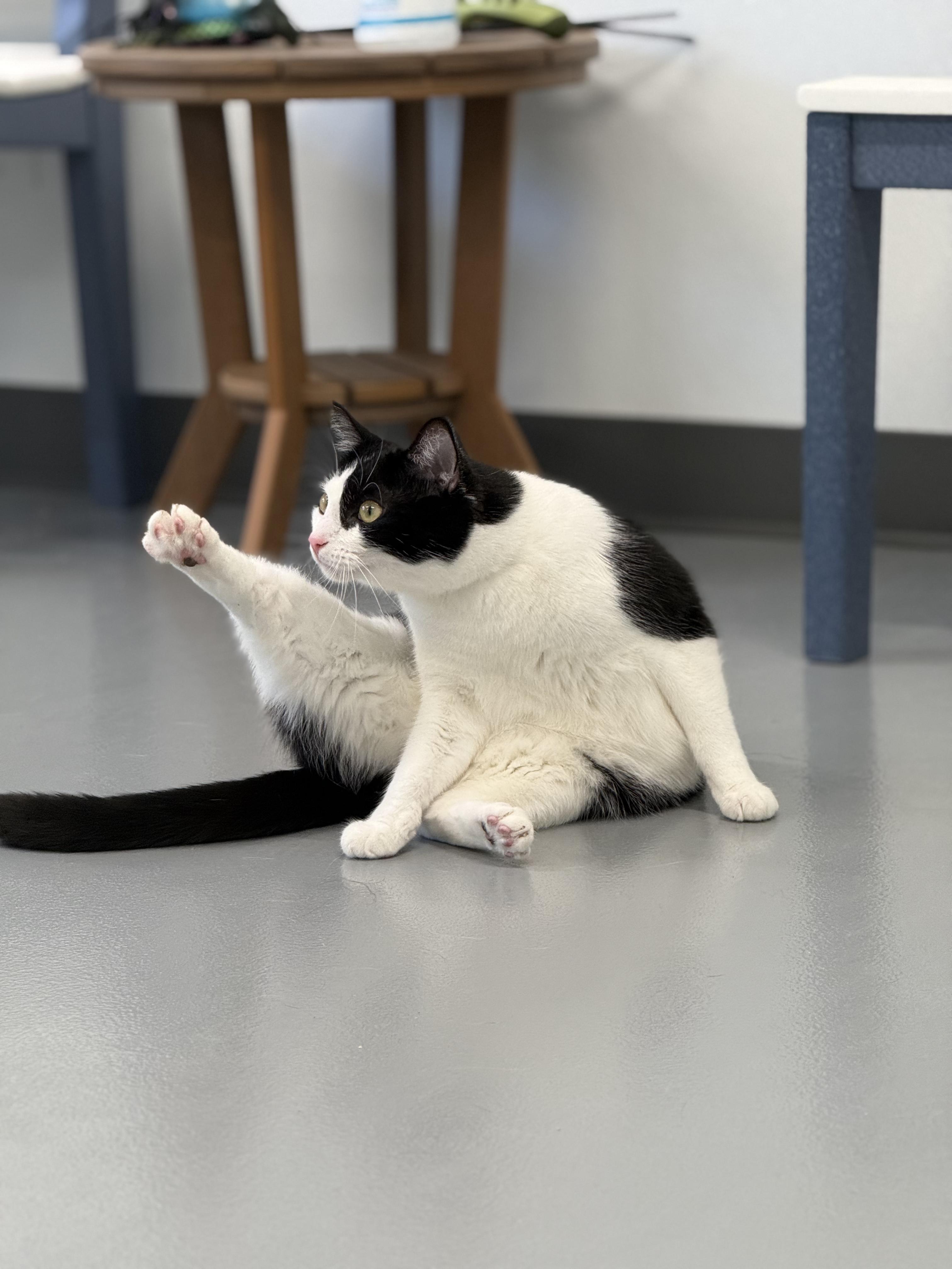 Bandit, a ADOPTABLE Domestic Short Hair in Kalamazoo, MI image 6/6