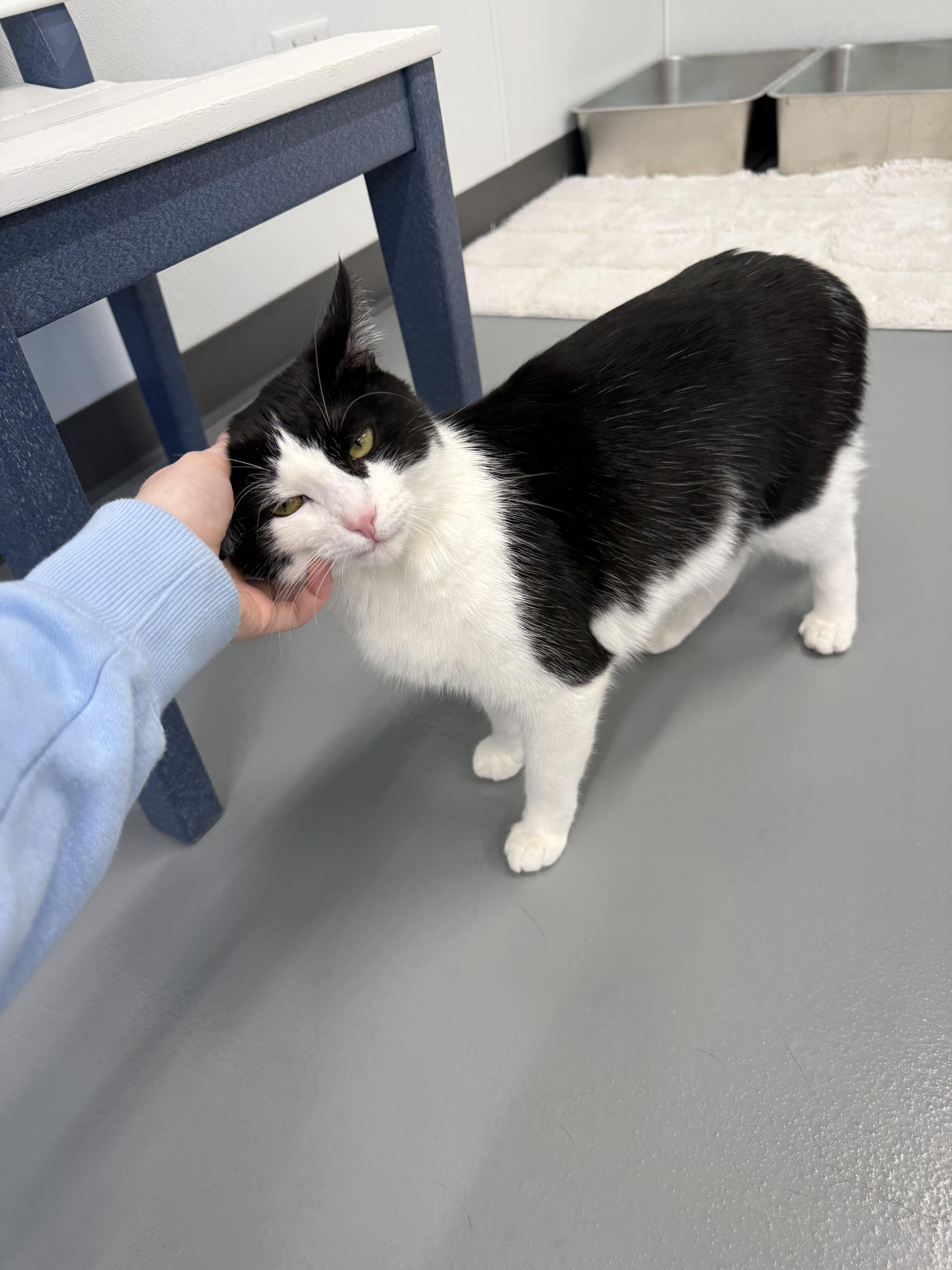 Bandit, a ADOPTABLE Domestic Short Hair in Kalamazoo, MI image 5/6